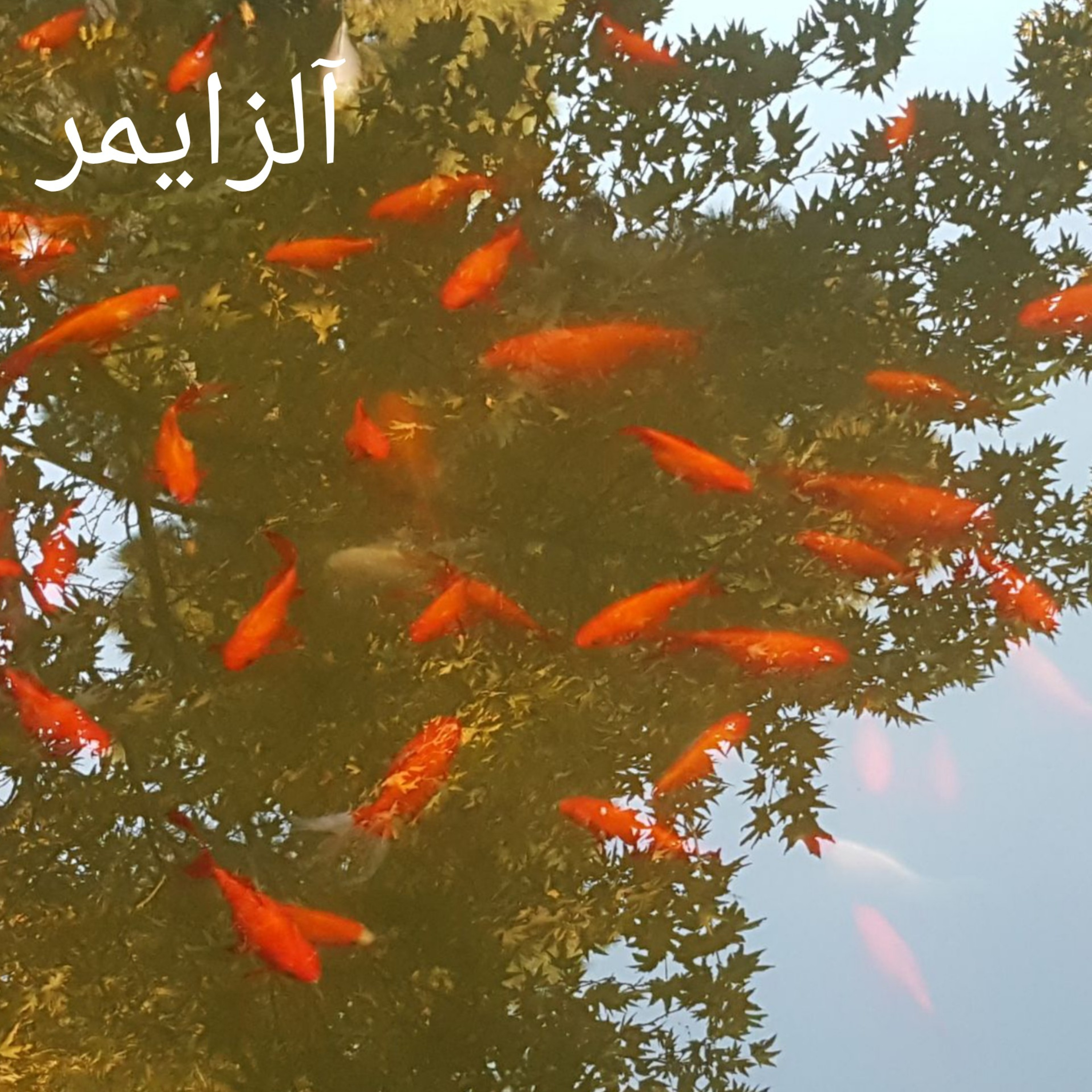آلزایمر episode artwork