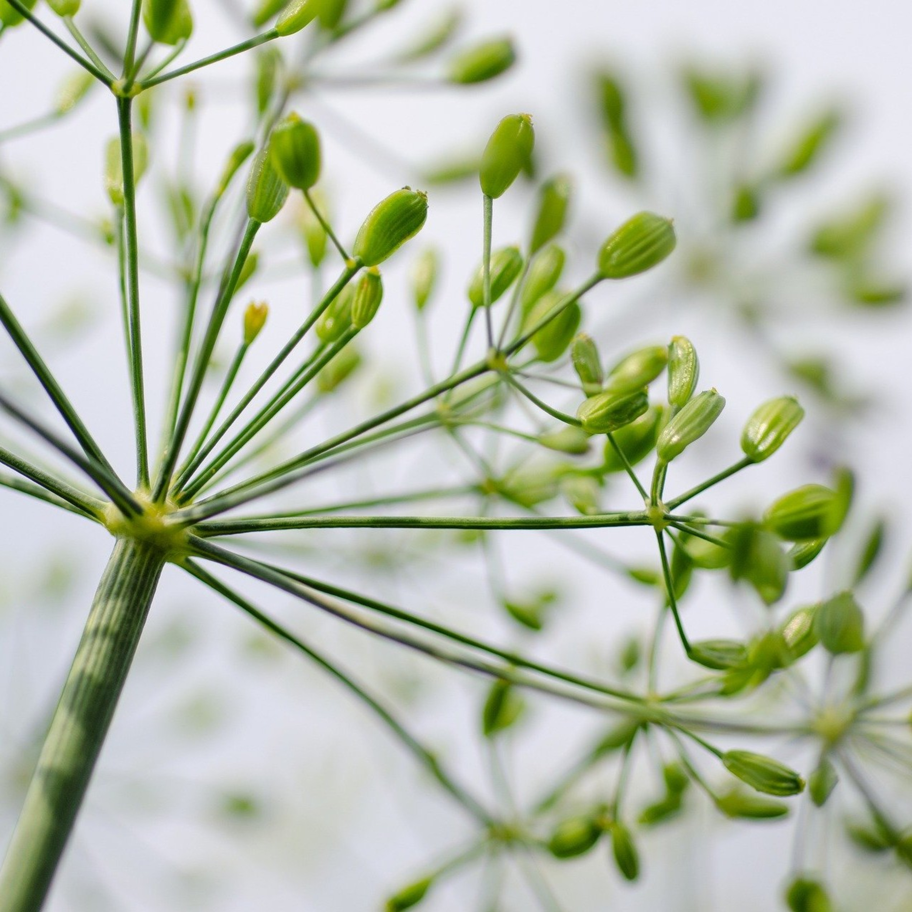 A verdade bíblica como essência de vida