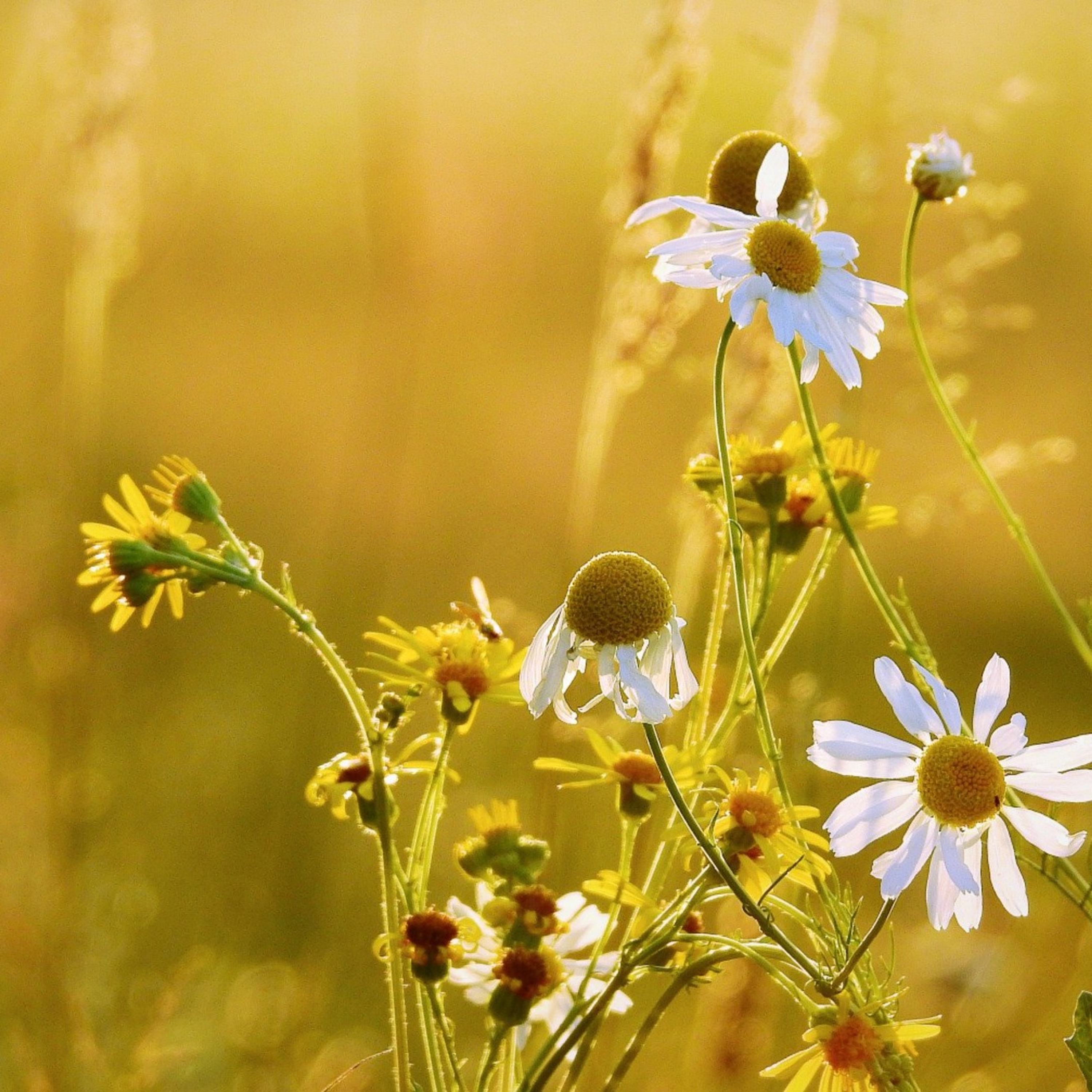 A verdade bíblica como essência de vida