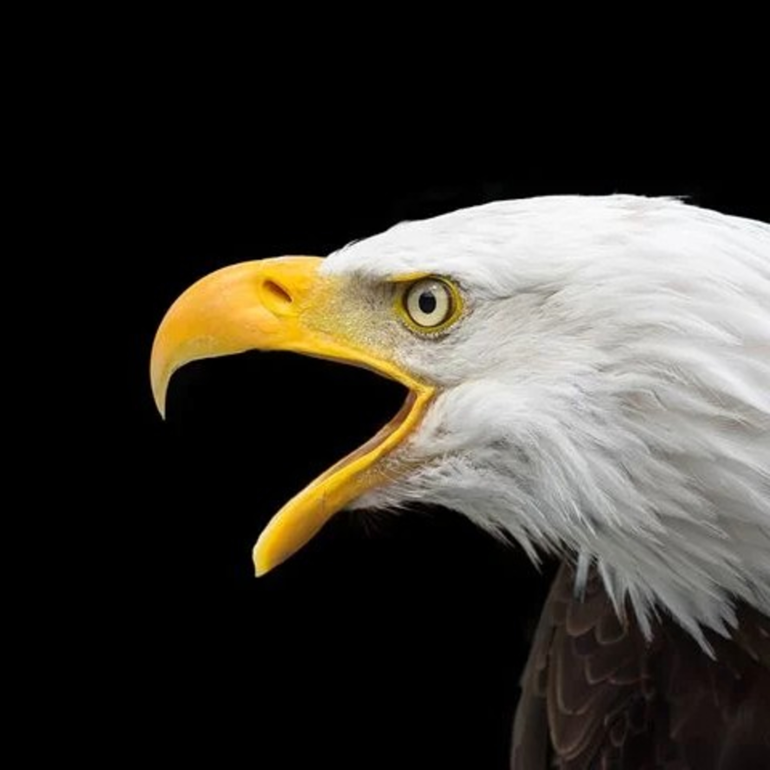 A verdade bíblica como essência de vida