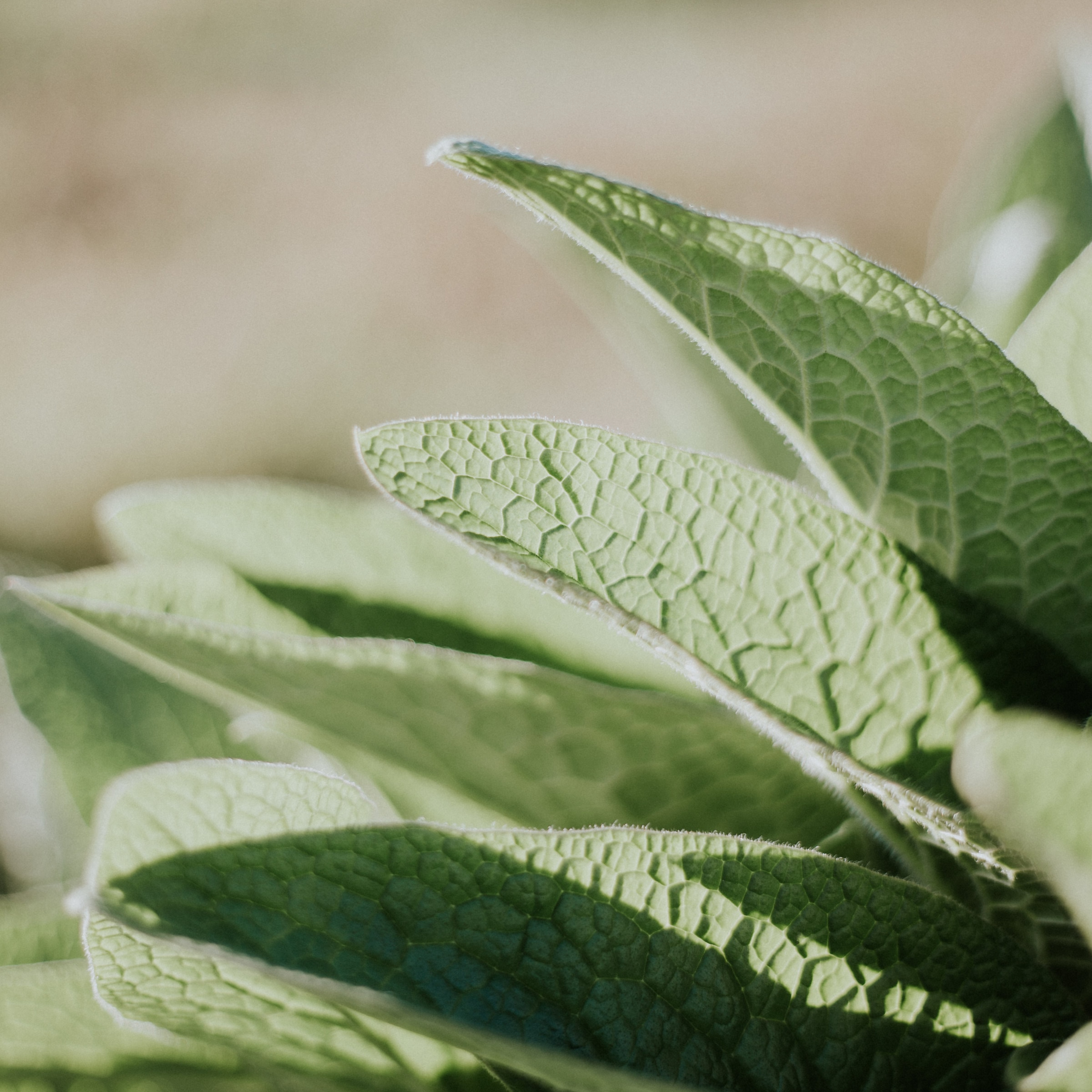 Nature X Design | A TEALEAVES Podcast