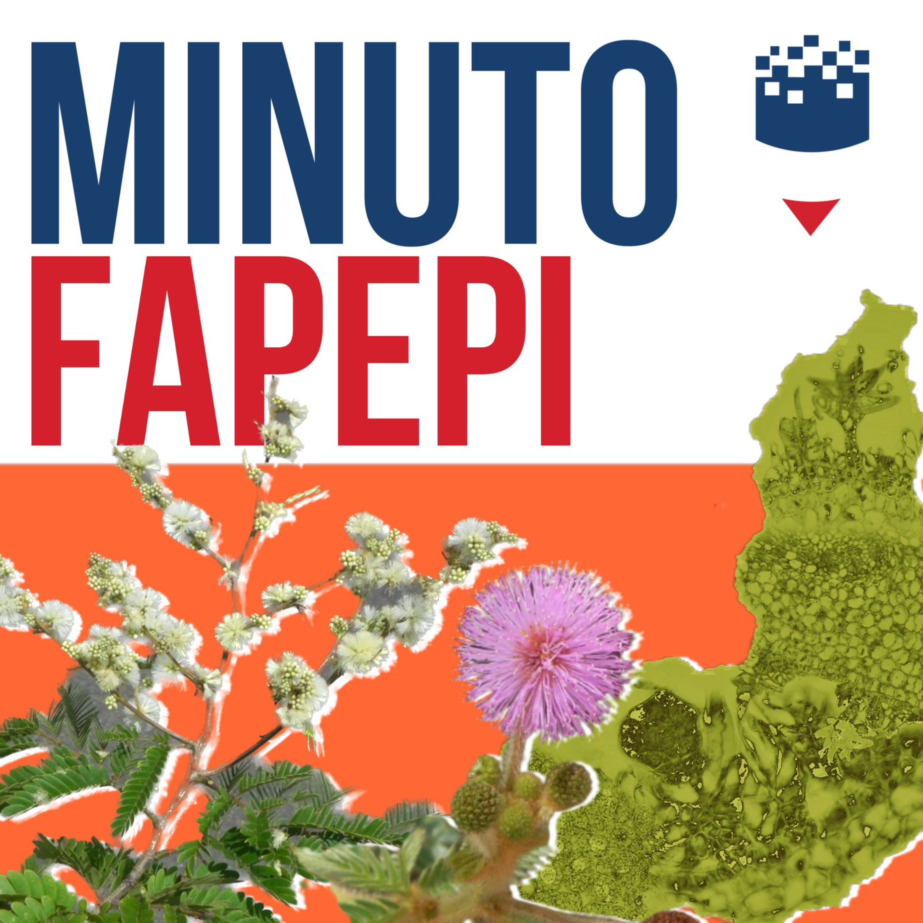 Minuto FAPEPI