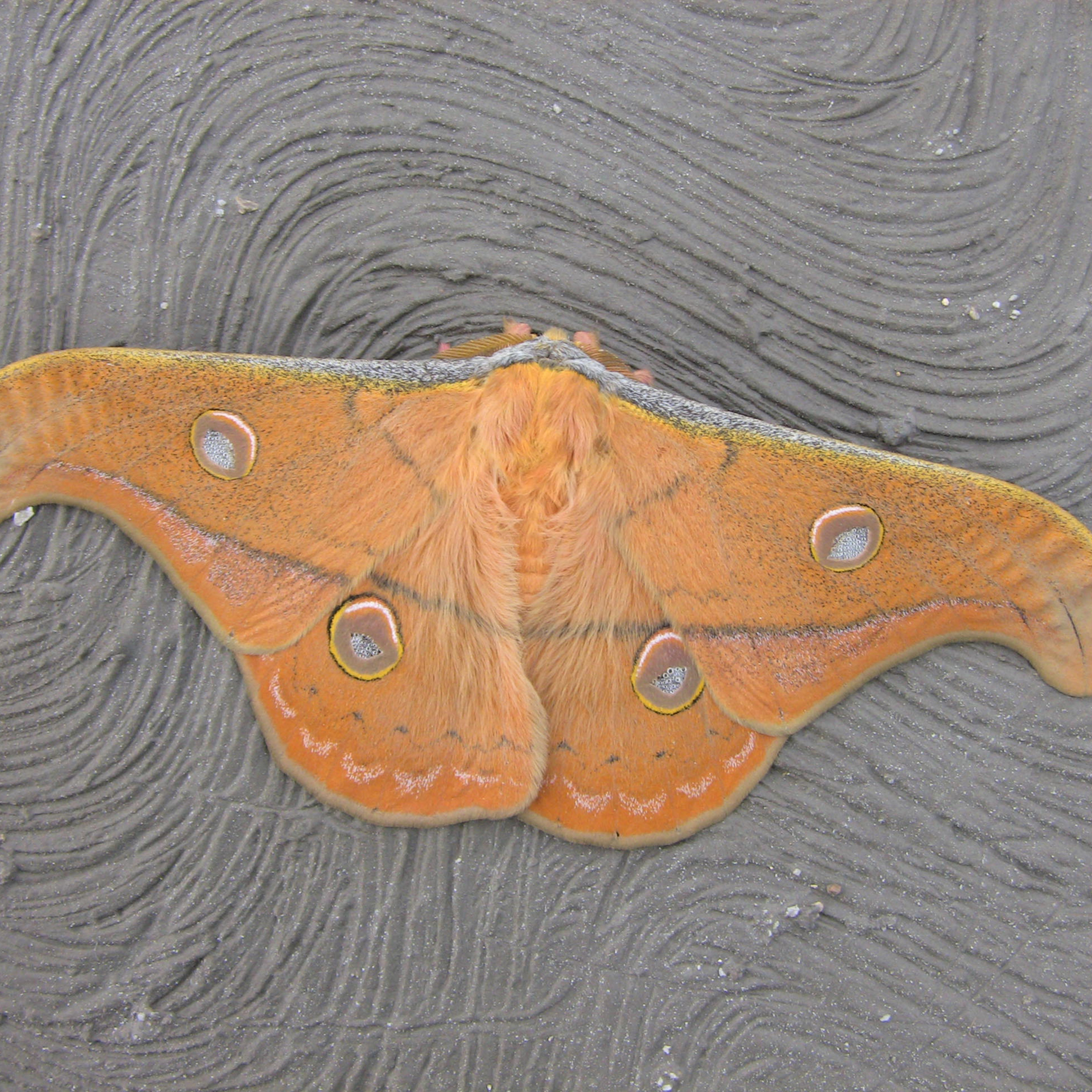 Cápsula cultural sobre la entomología
