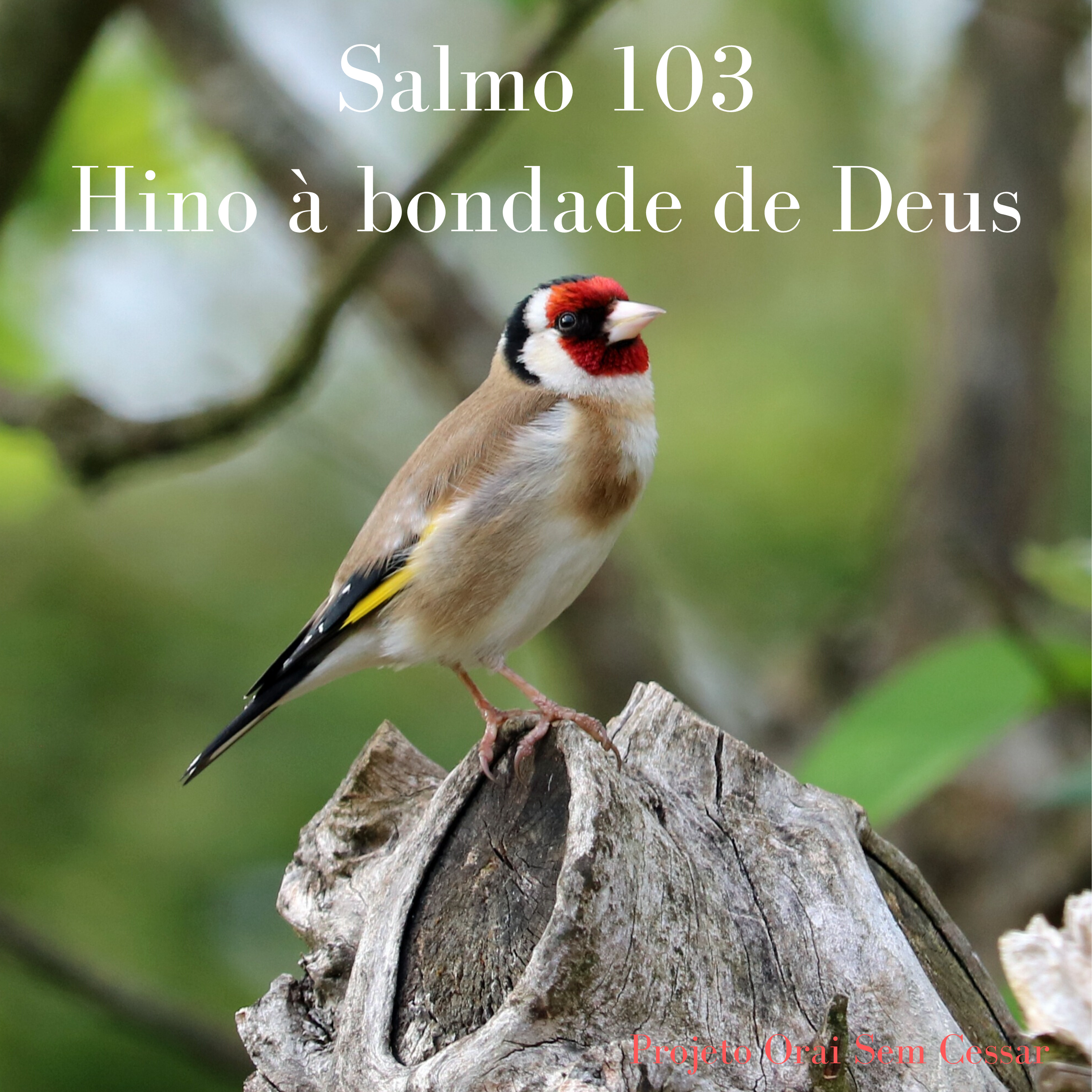 Salmo 103 Louvando e agradecendo a Deus por sua bondade em nossas vidas episode artwork