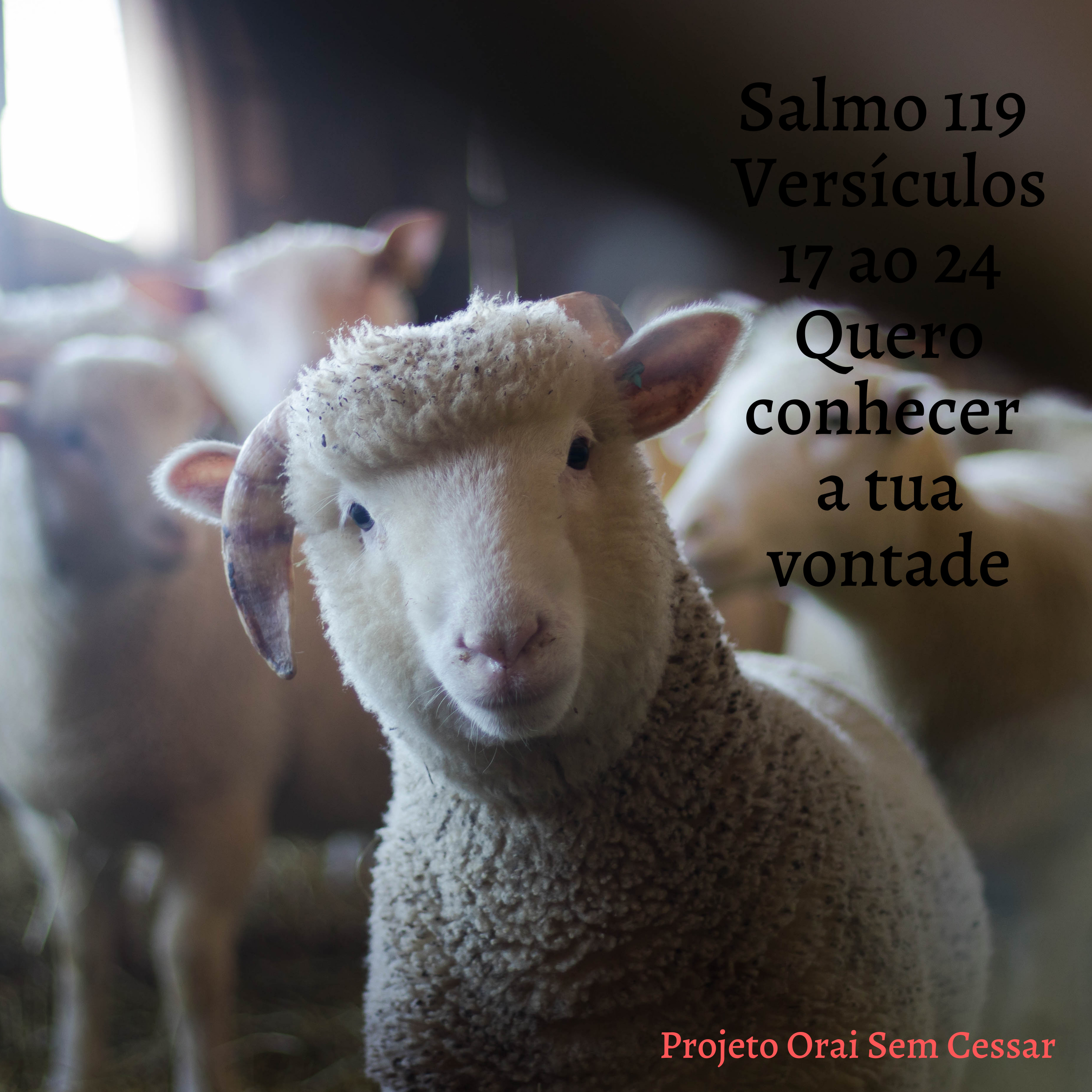 Salmo 119 do versículo 17 ao 24 Quero conhecer a tua vontade episode artwork
