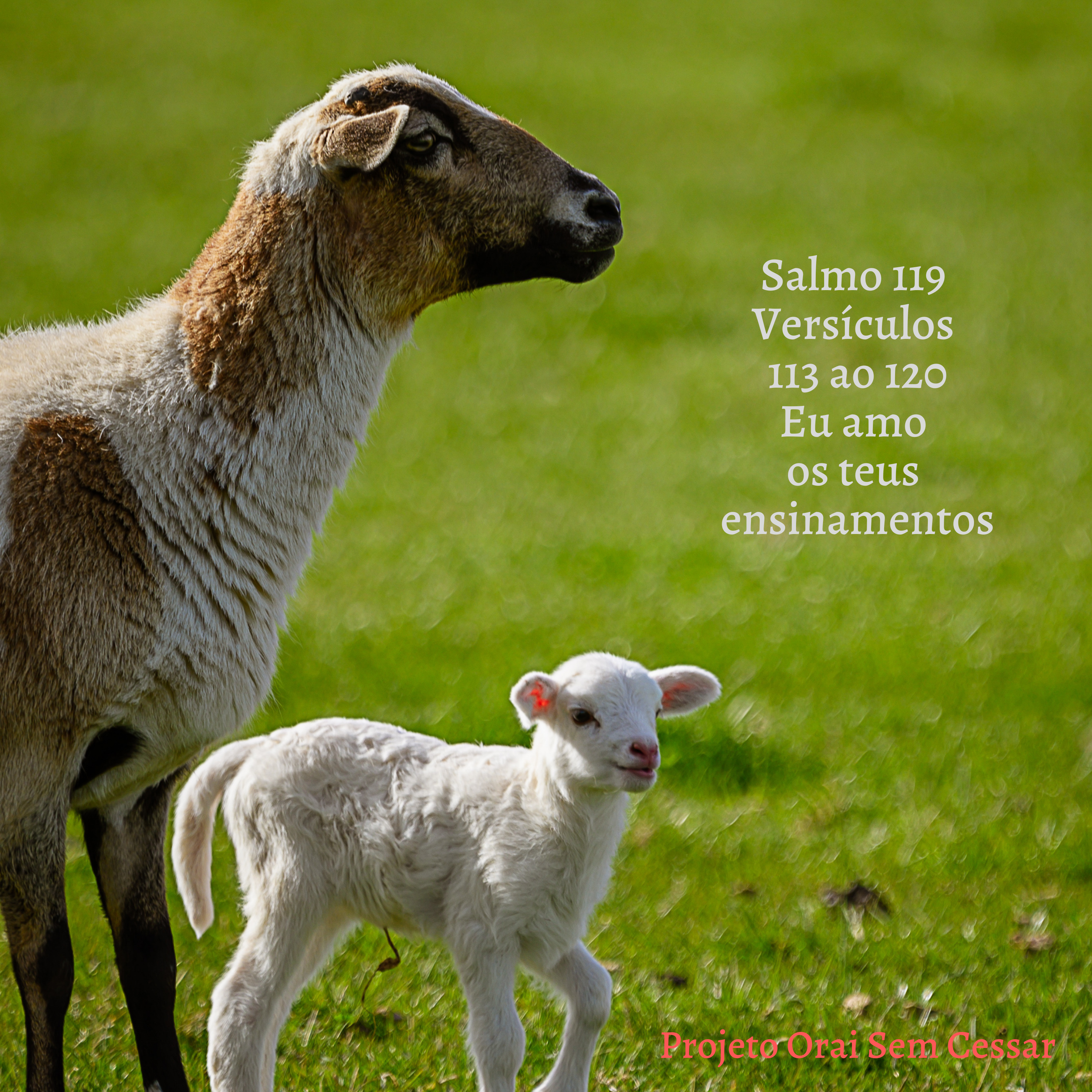 Salmo 119 do versículo 113 ao 120 Eu amo os teus ensinamentos episode artwork