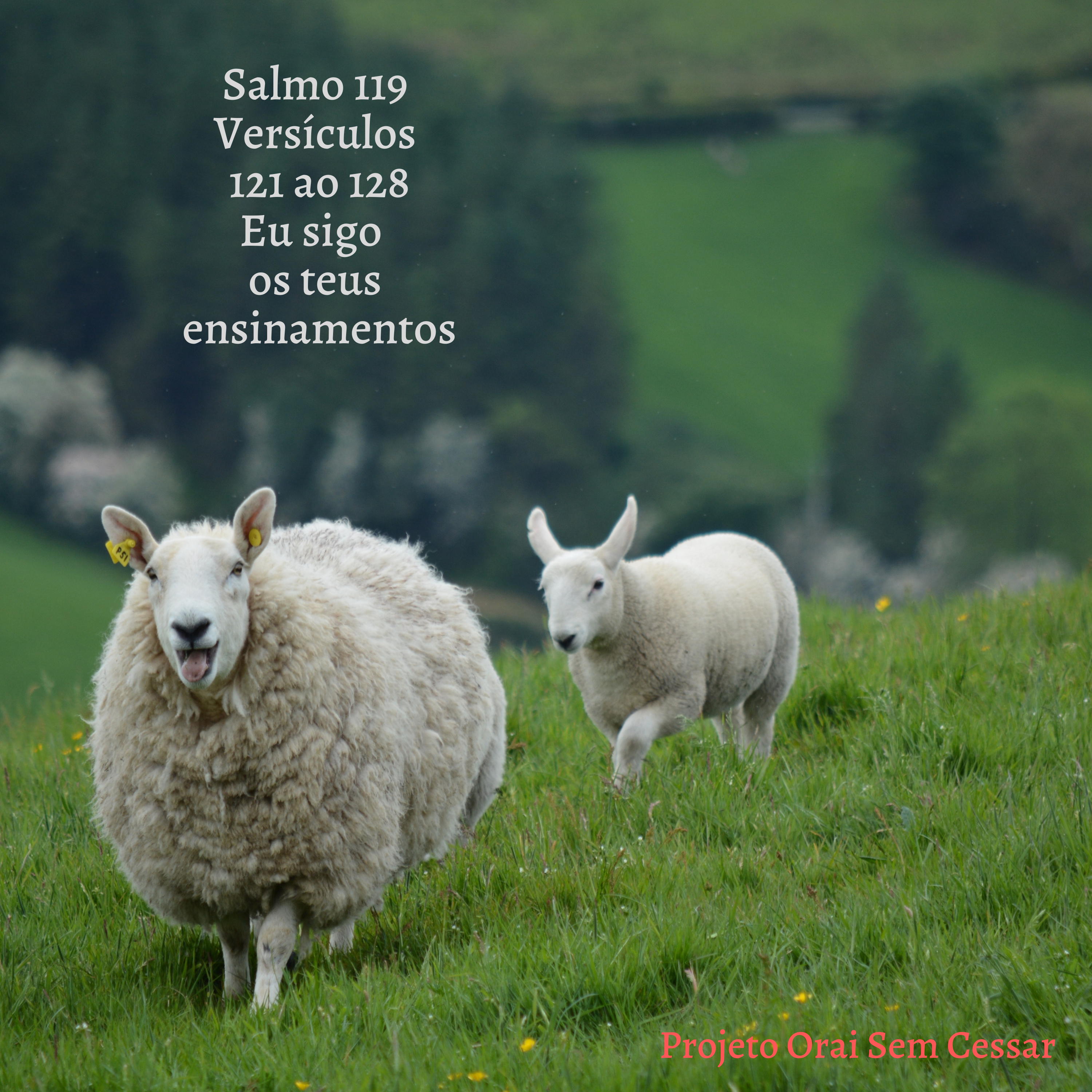 Salmo 119 do versículo 121 ao 128 Eu sigo os teus ensinamentos episode artwork