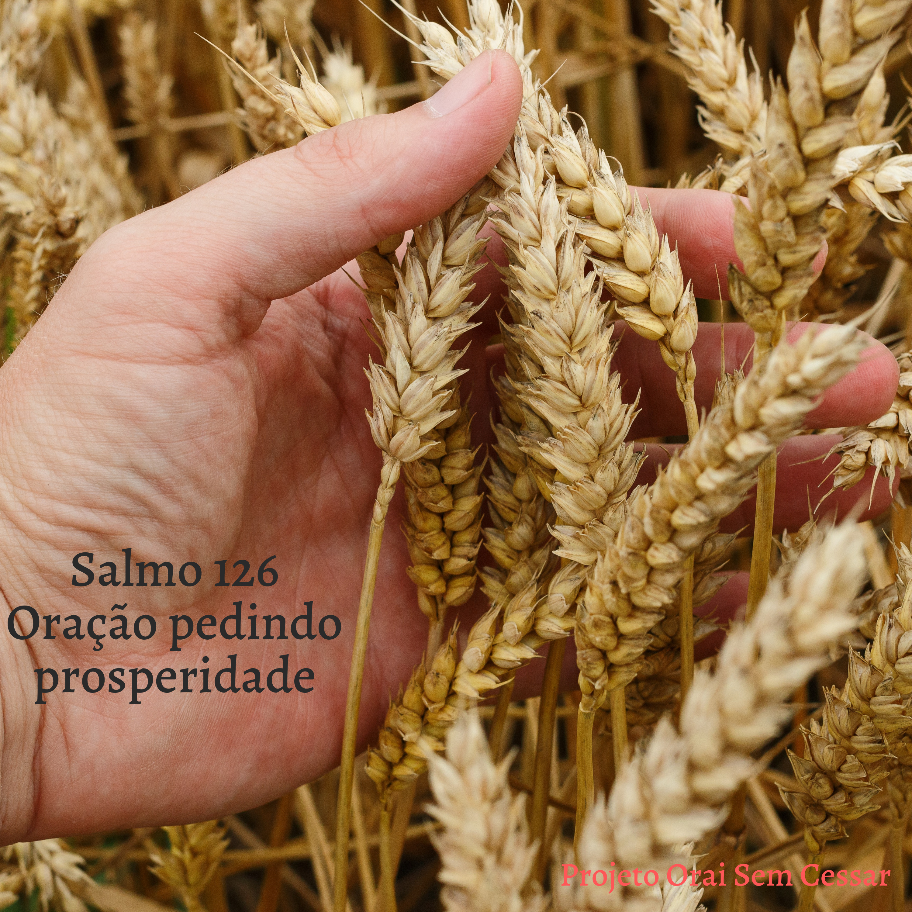 Salmo 126 Pedindo uma vida próspera a Deus para que nossa vida espiritual seja mais fundamentada.  episode artwork