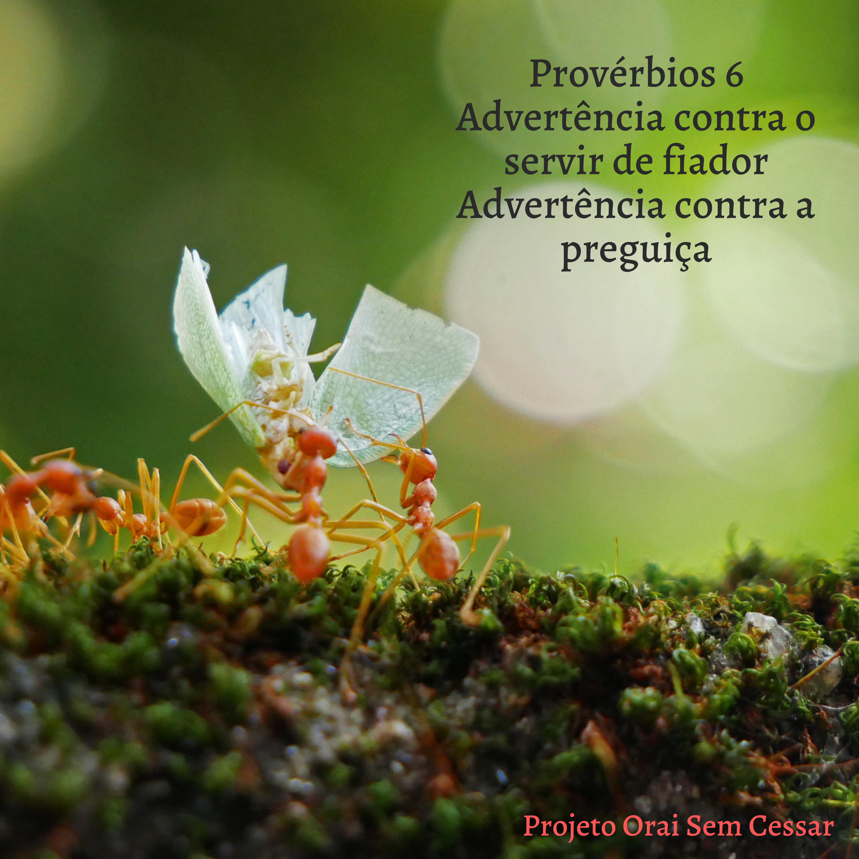 Provérbios 6 dos versículos 1 ao 9, Aprendendo a sermos diligentes com a nossa vida.  episode artwork