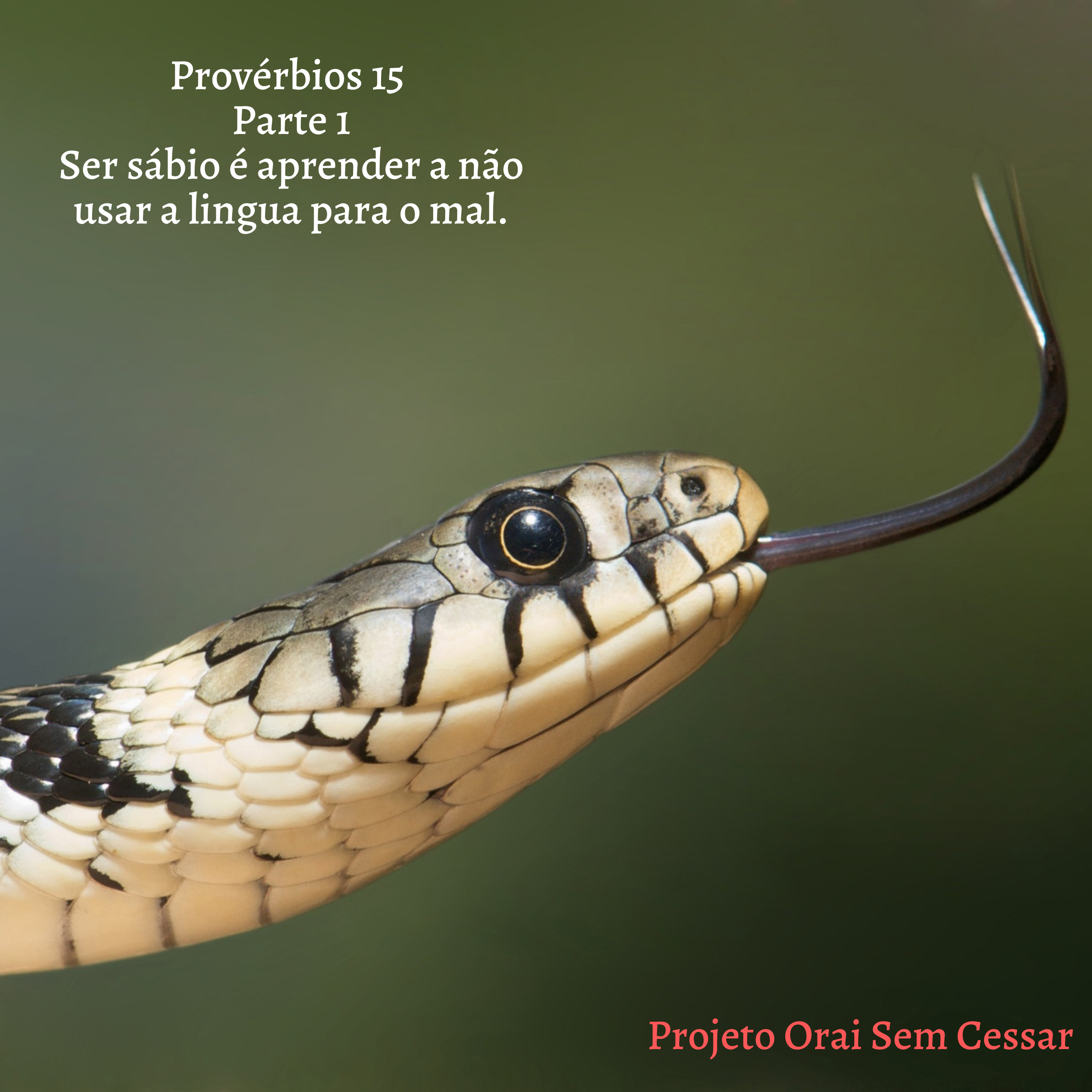 Provérbios 15 Parte 1 Ser sábio é aprender a não usar a língua para o mal.  episode artwork