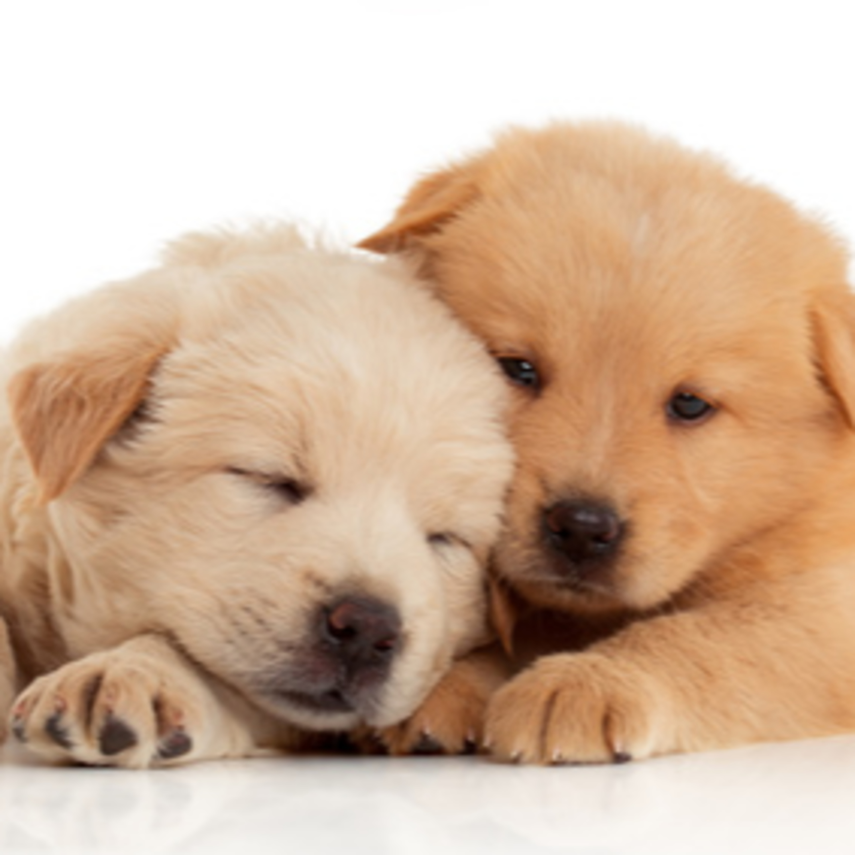 Pets and Your Home Buying and Selling Needs! episode artwork