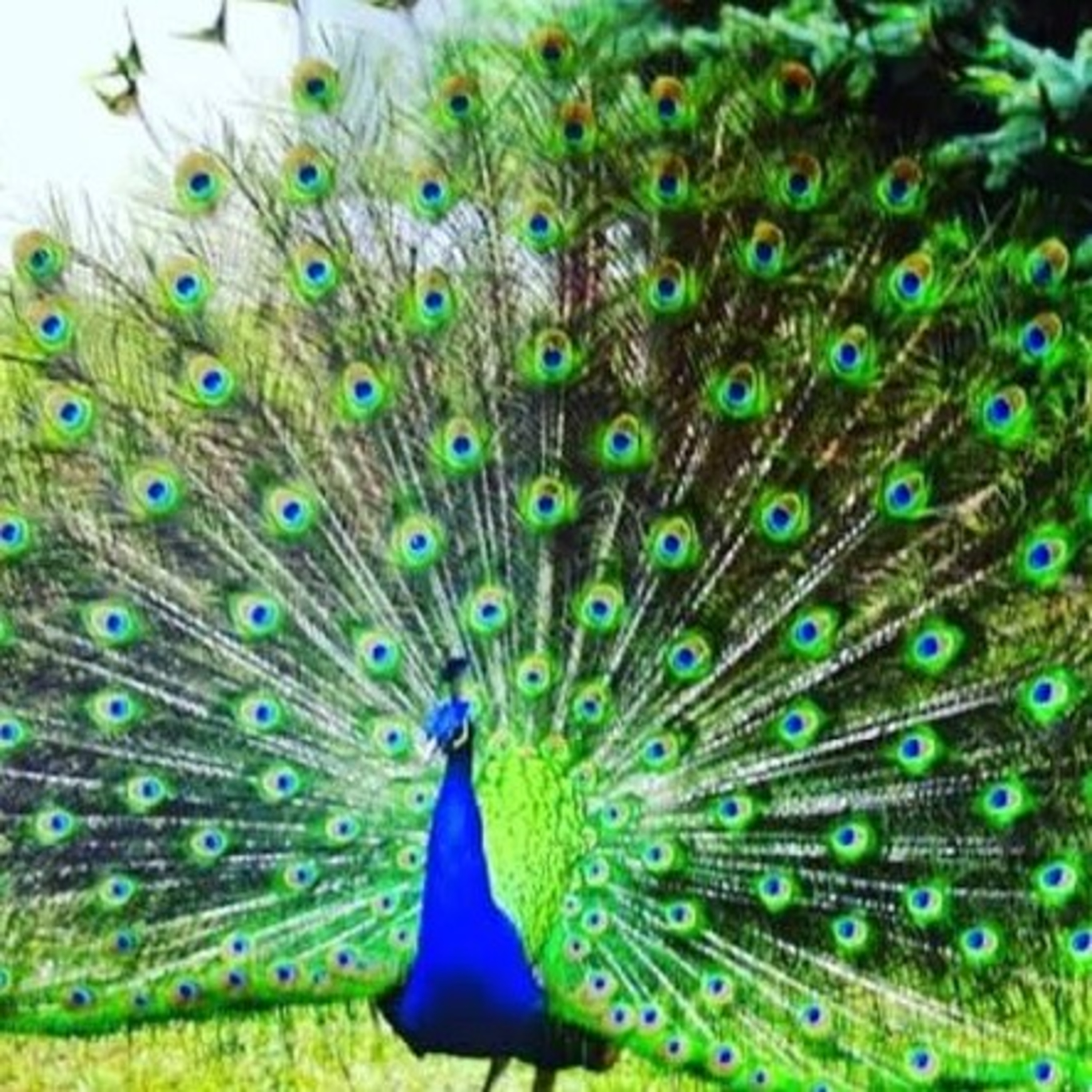 As penas do pavão episode artwork