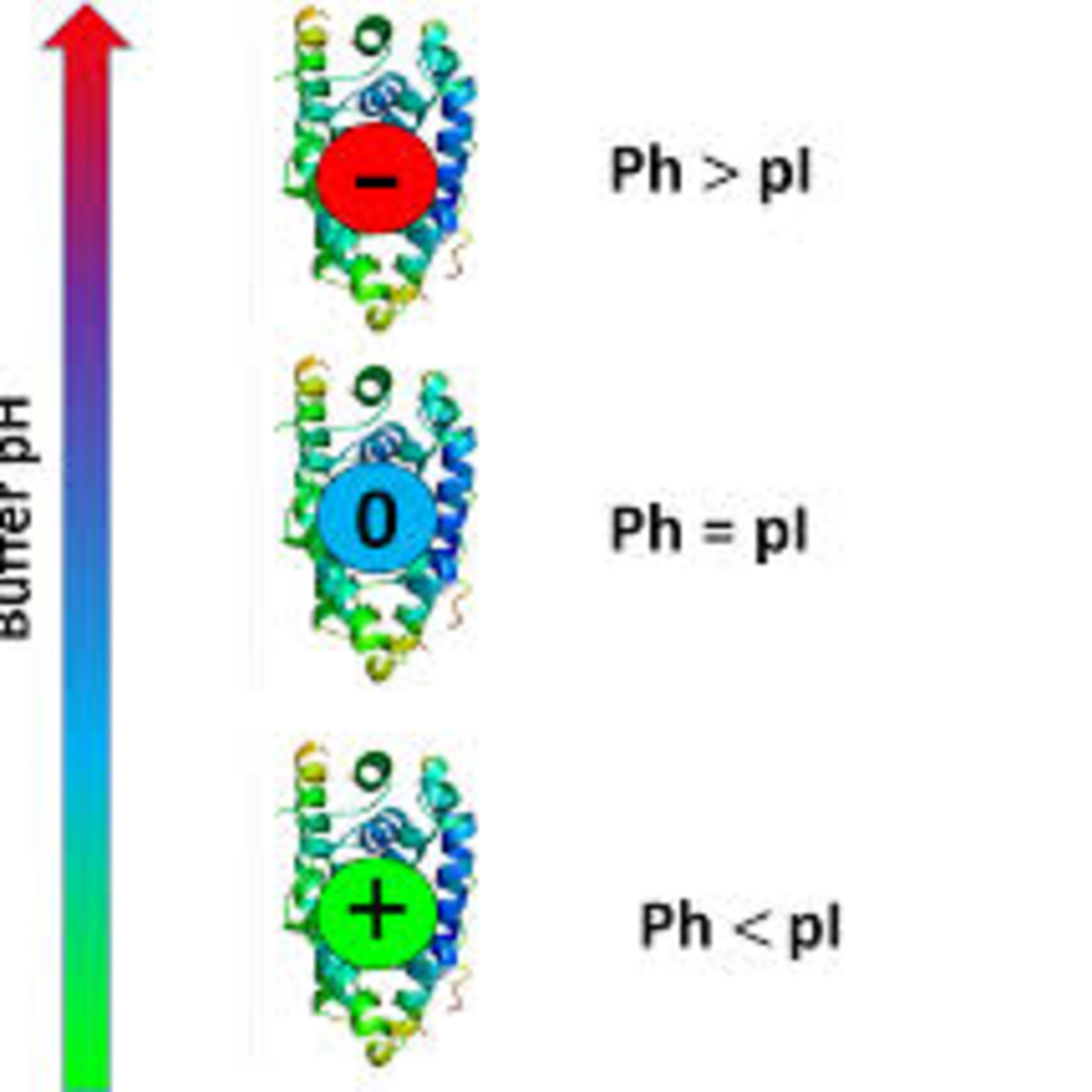 pH and Henderson-Hasselbalch equation