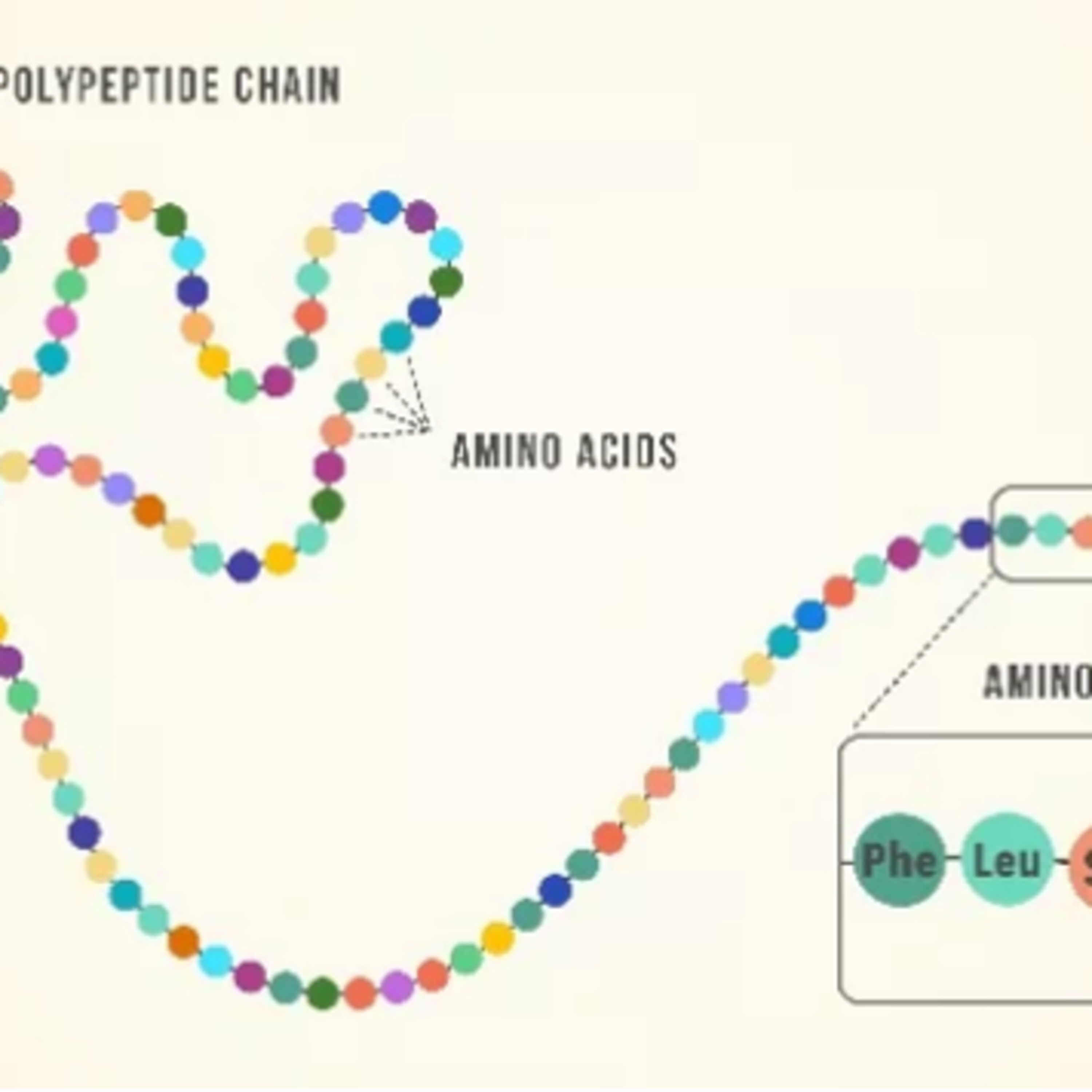 cover of episode Amino acids