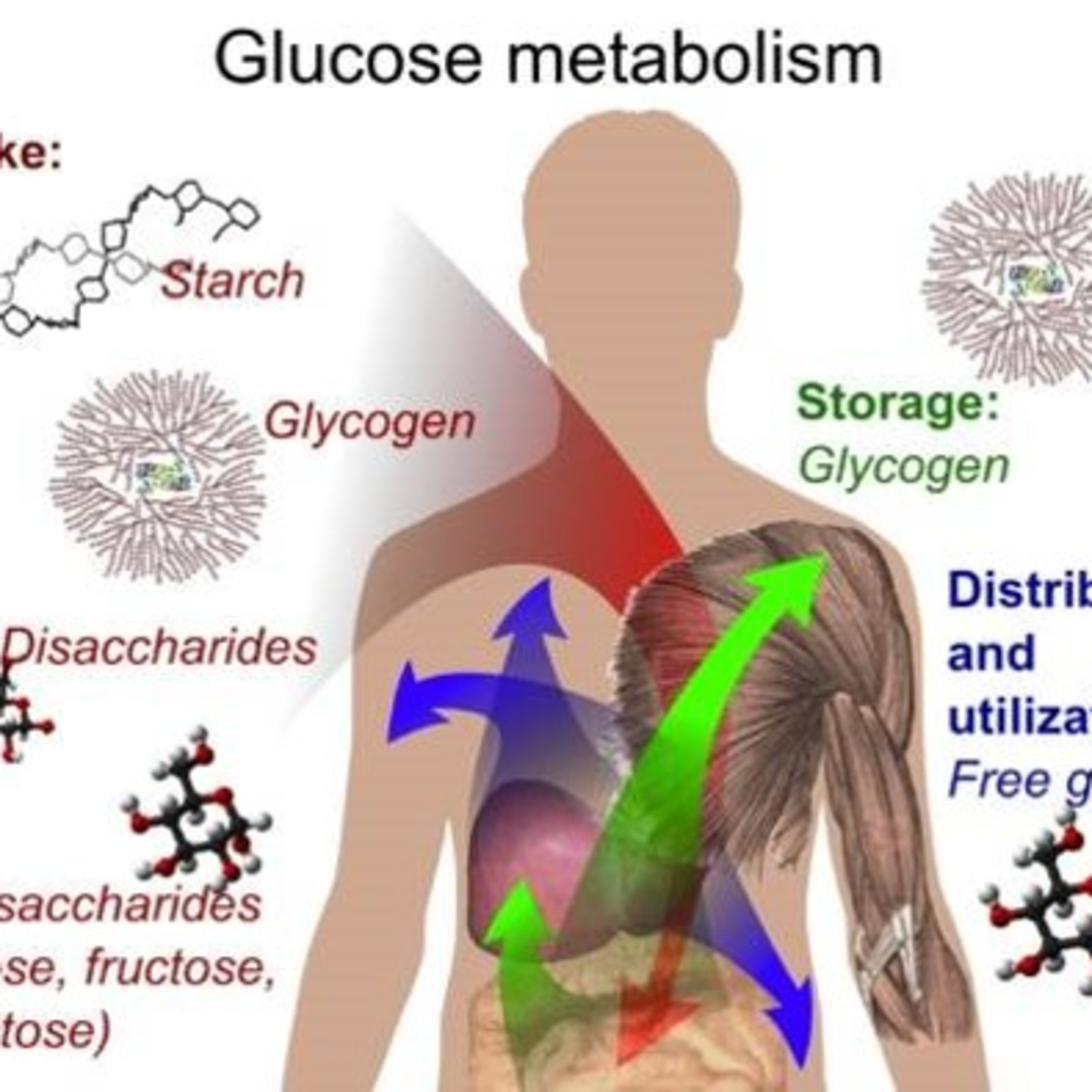 cover of episode Glycolysis