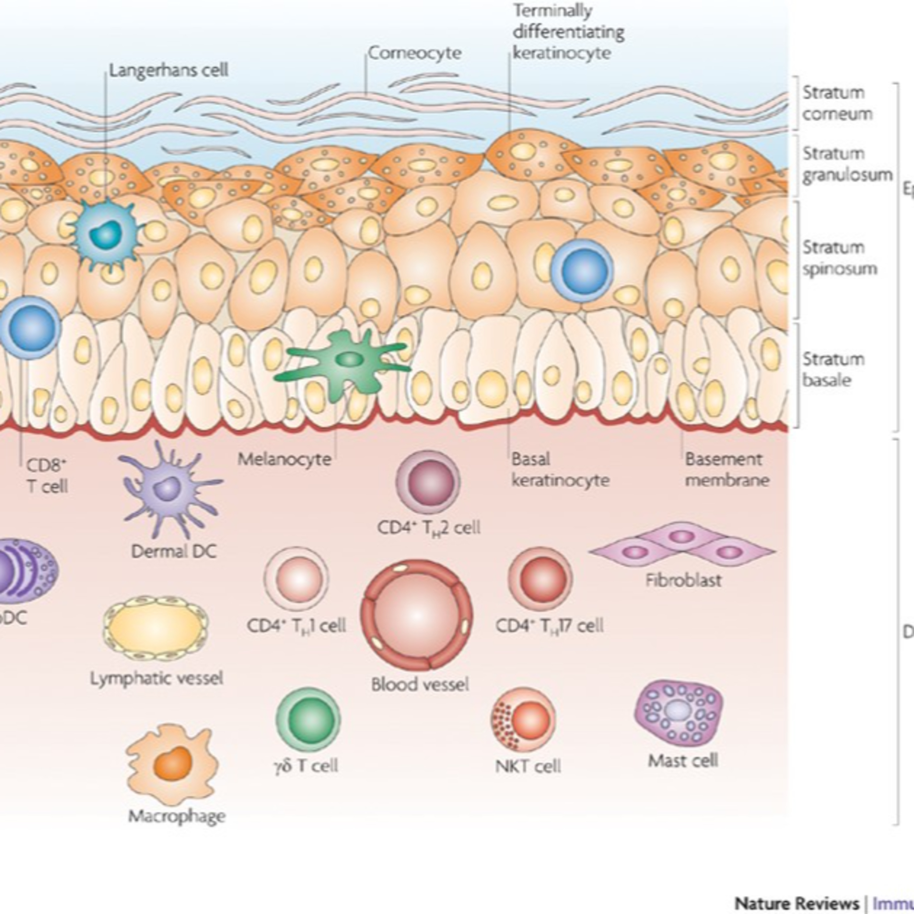 cover of episode Hypersensitivity (Type IV)