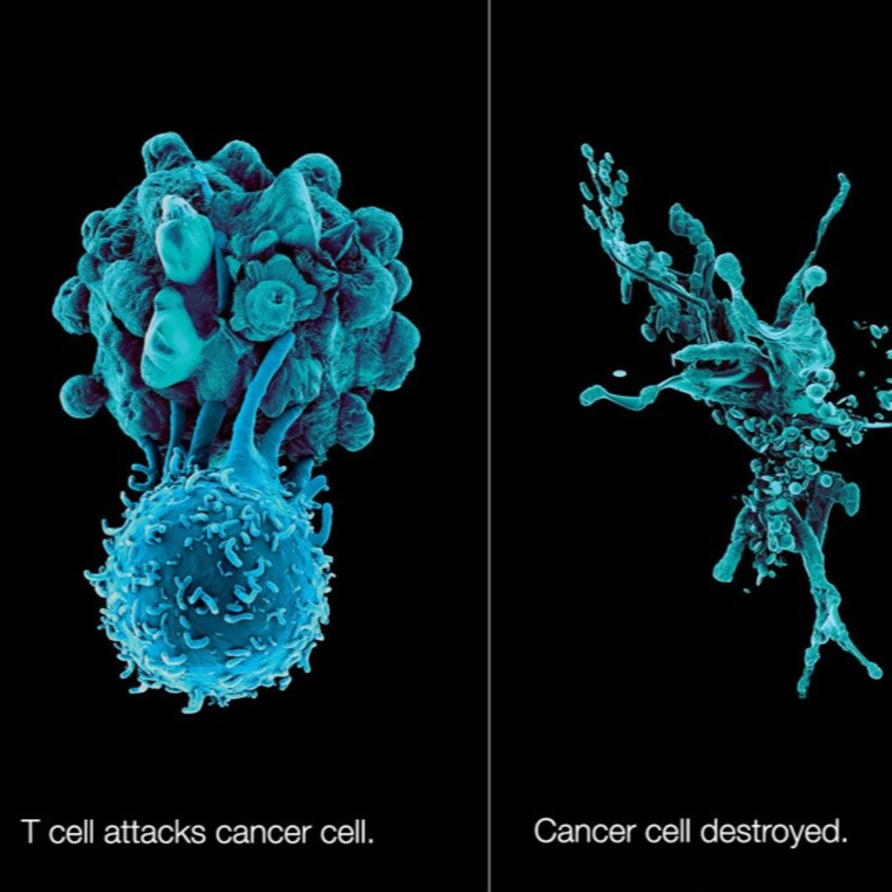 cover of episode Cancer Defences
