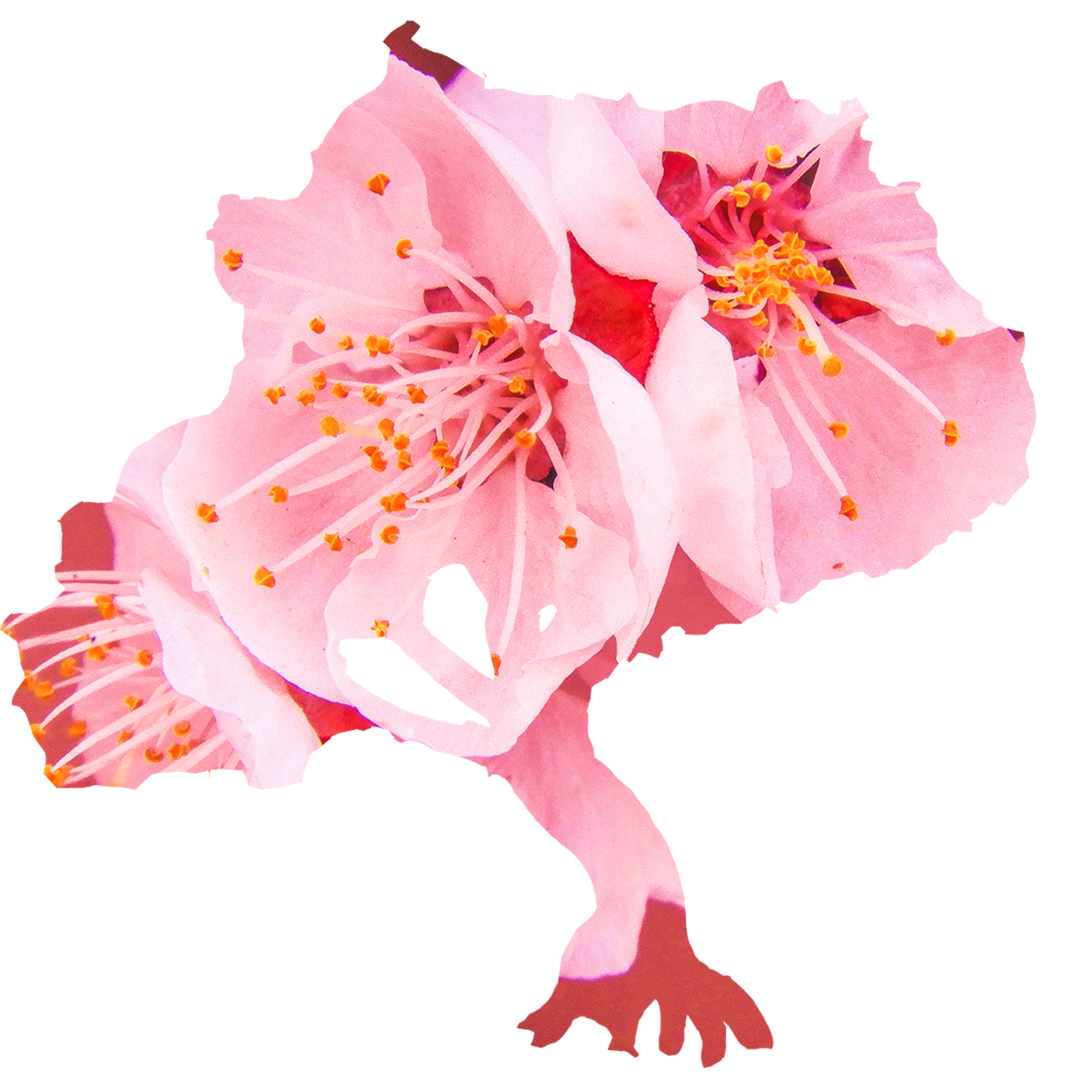 Cherry Blossom Tapes