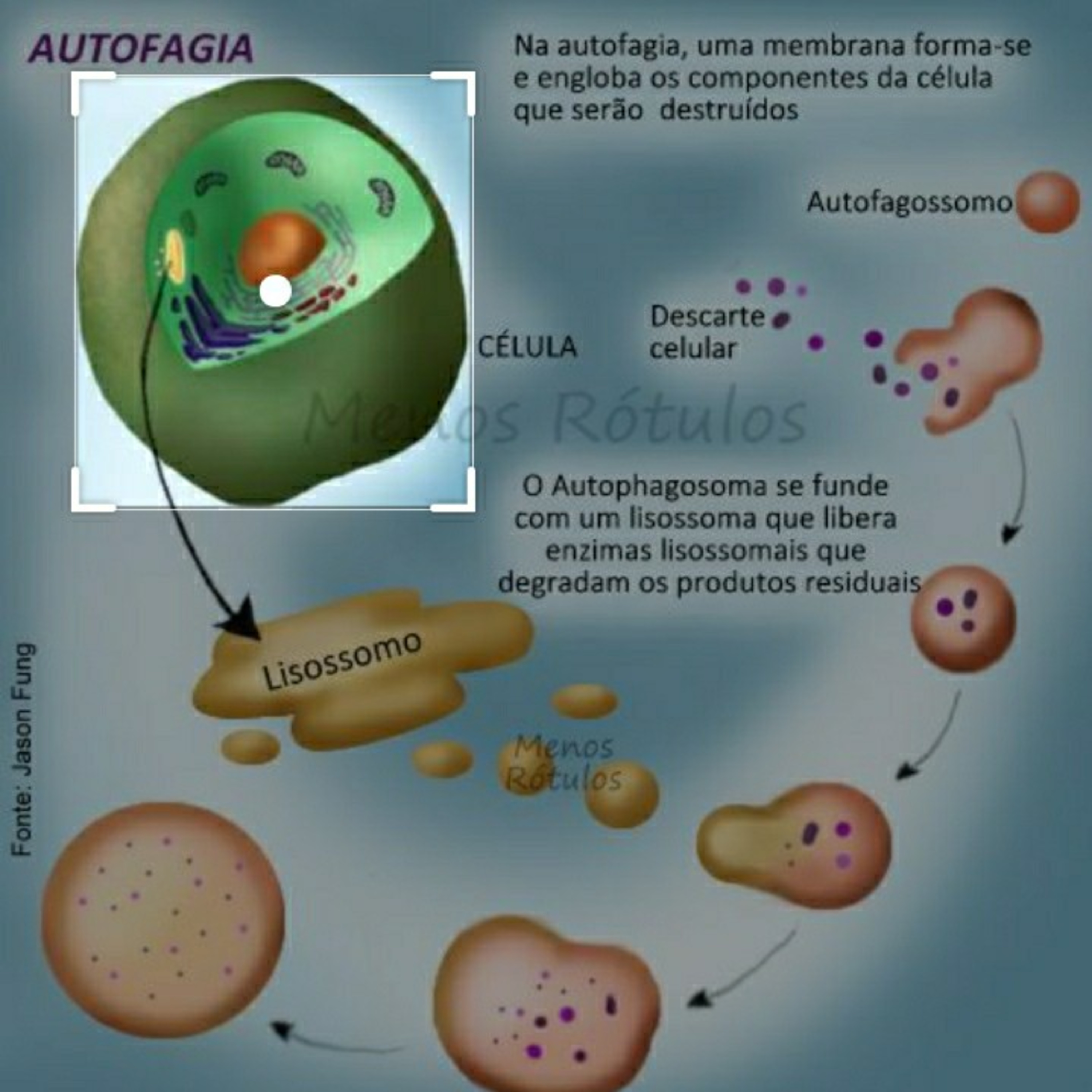 Conhecendo as células 3 episode artwork