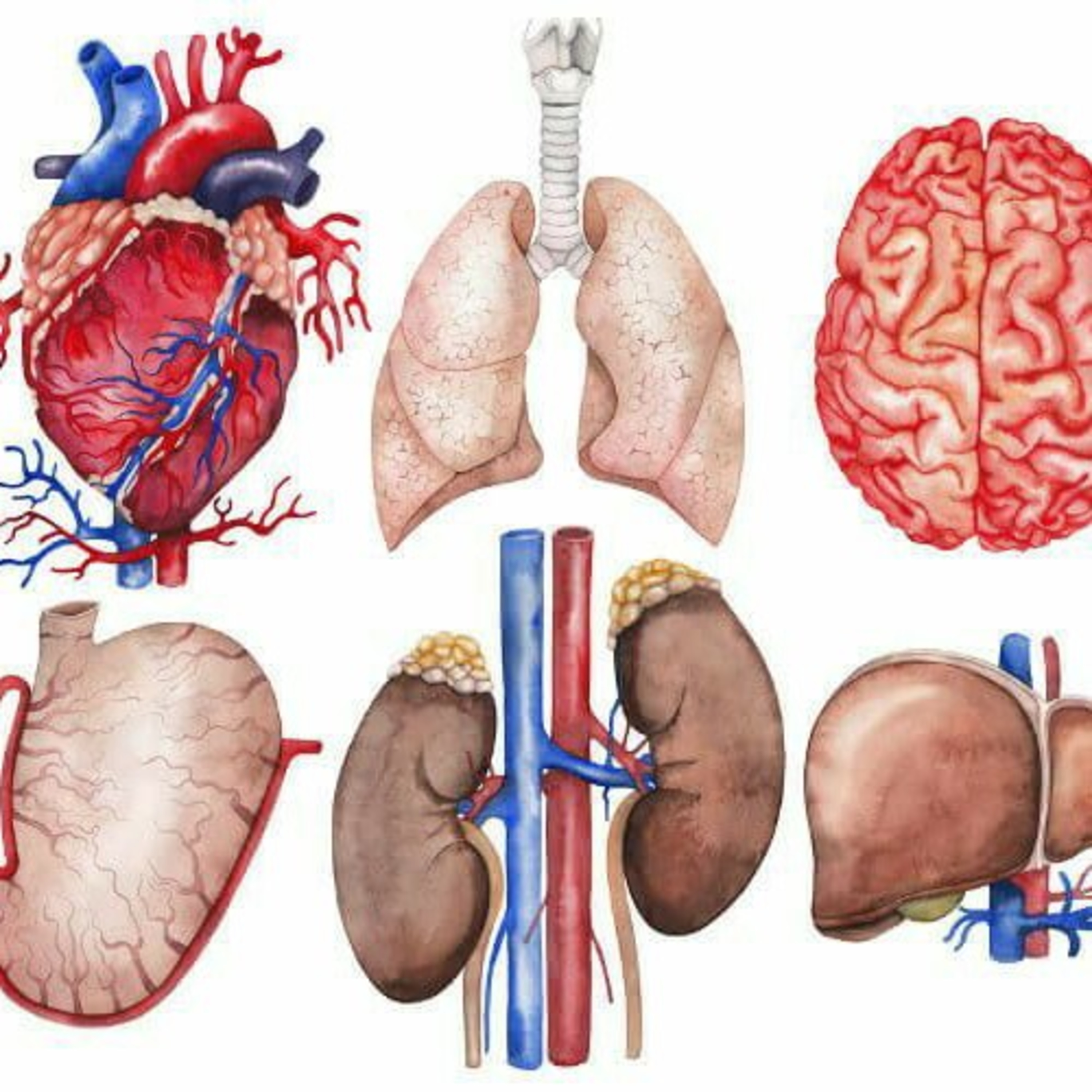 Maravilhas e prodígios do corpo humano  episode artwork