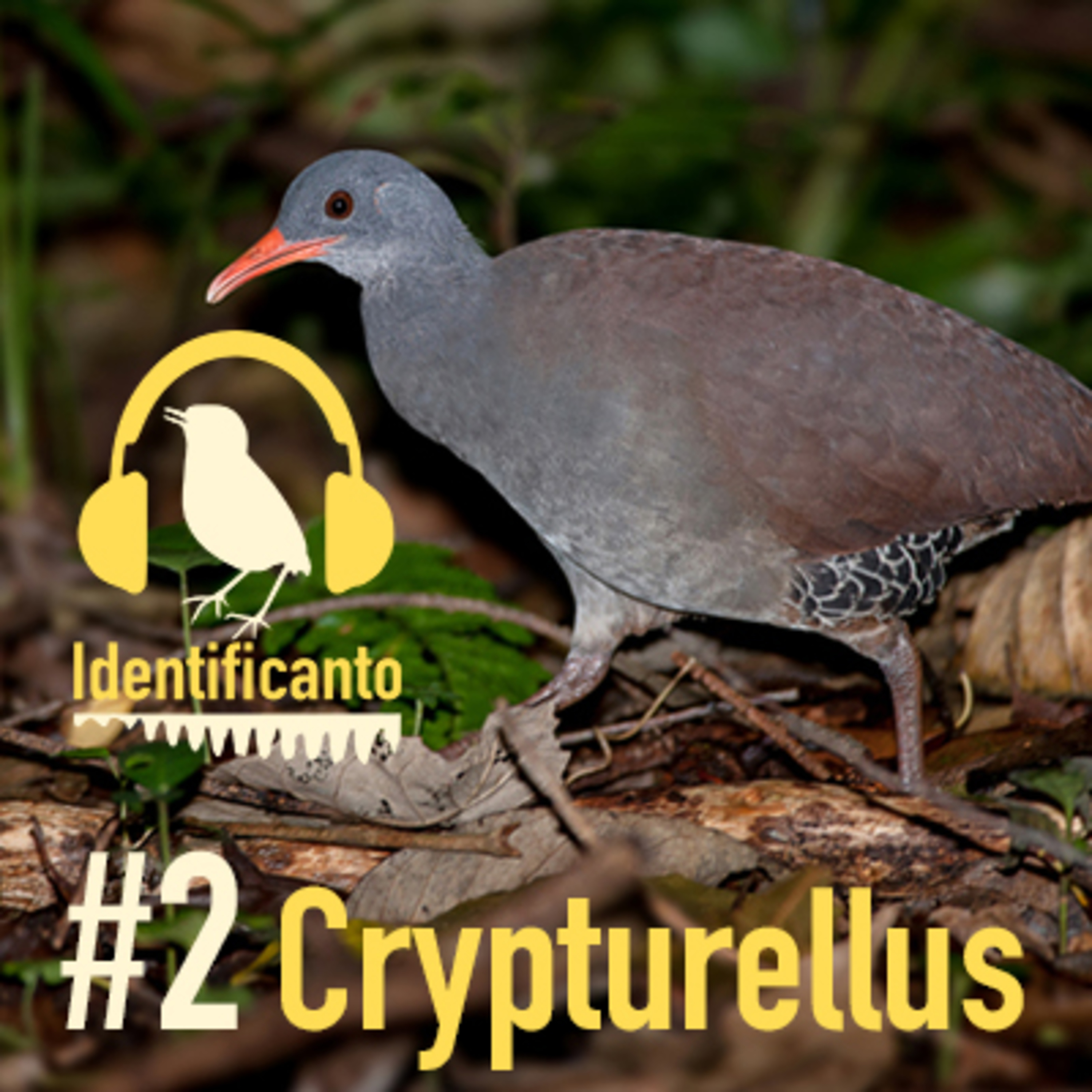Identificanto