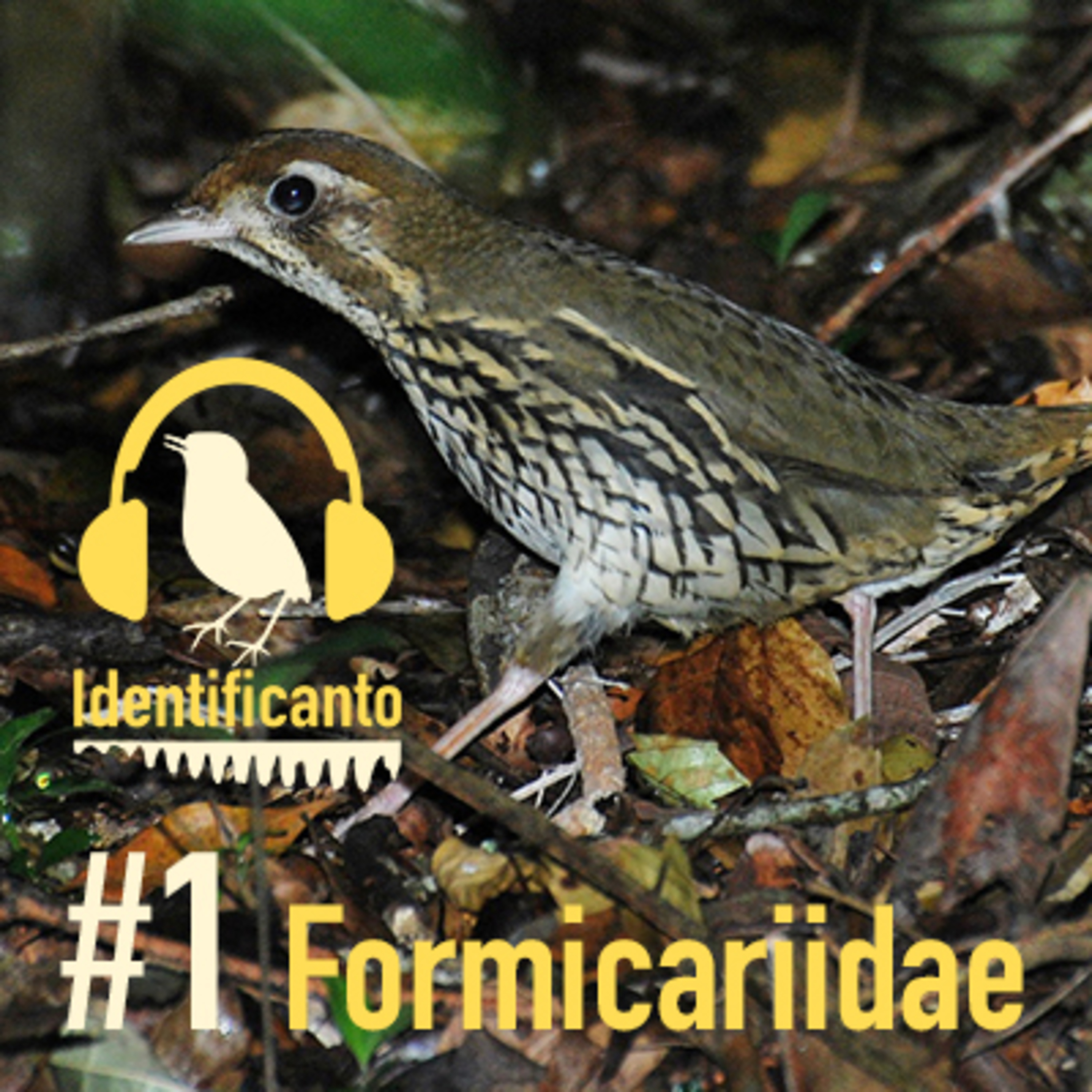 Identificanto