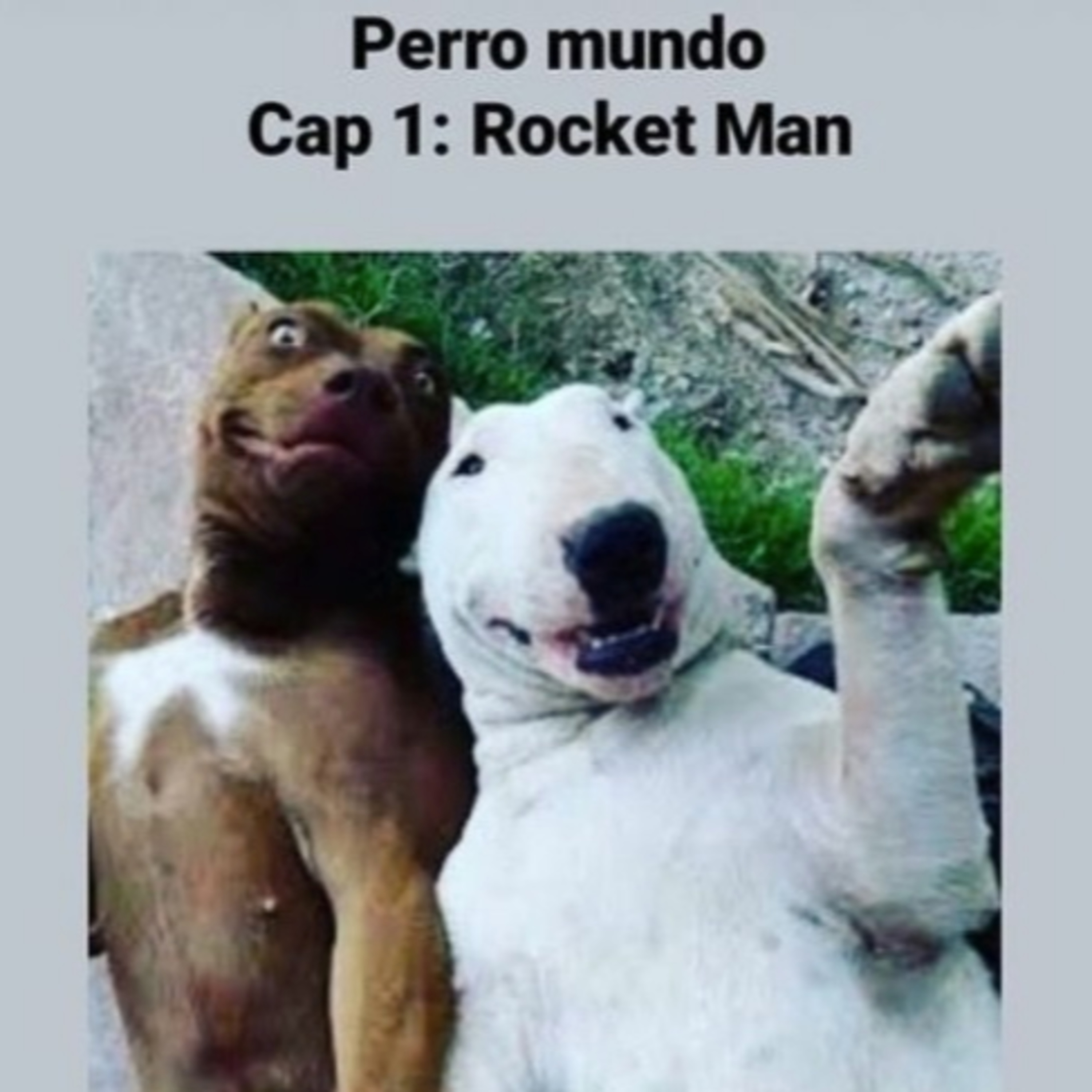 Perro Mundo