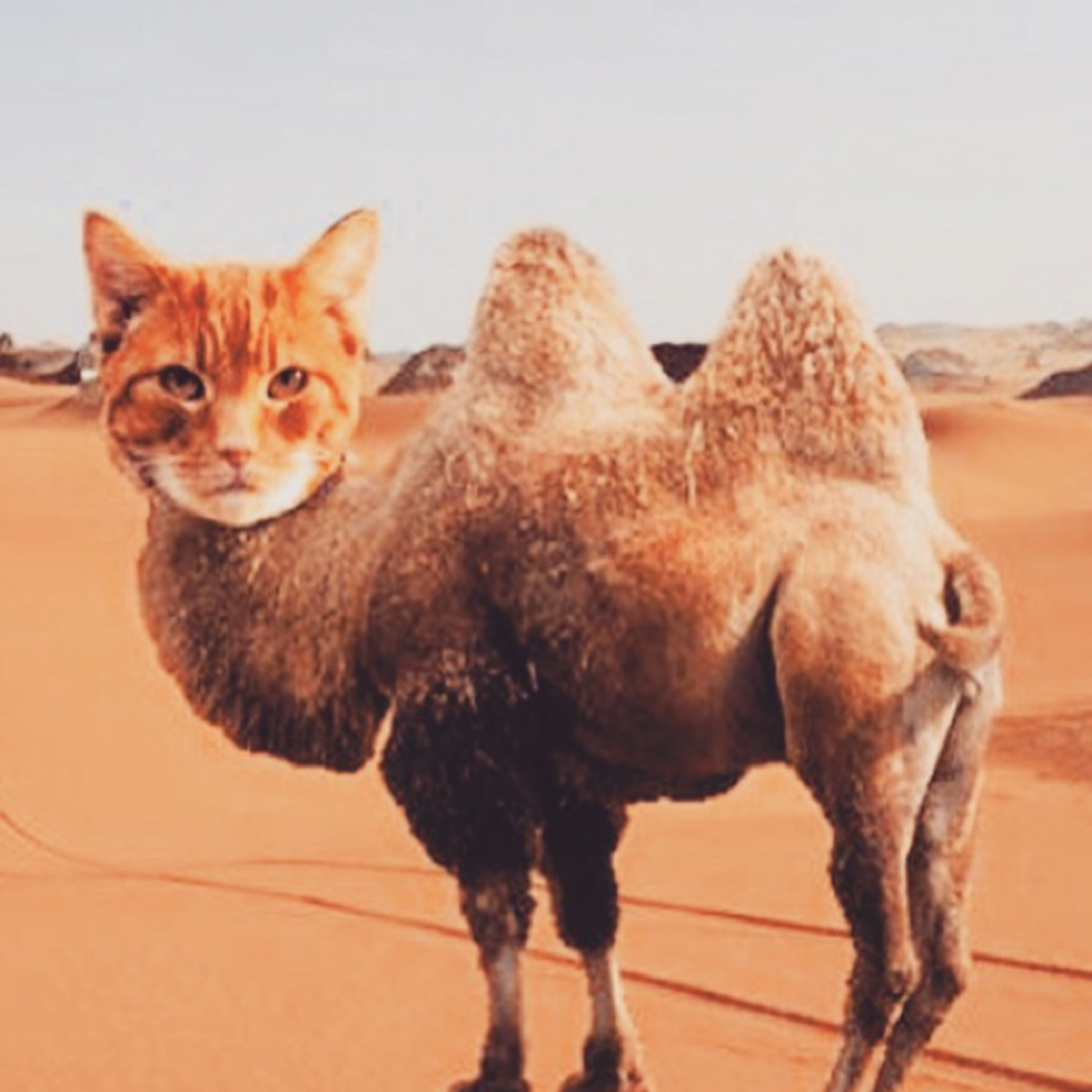 Curiosity did not kill the cat. It saved its life