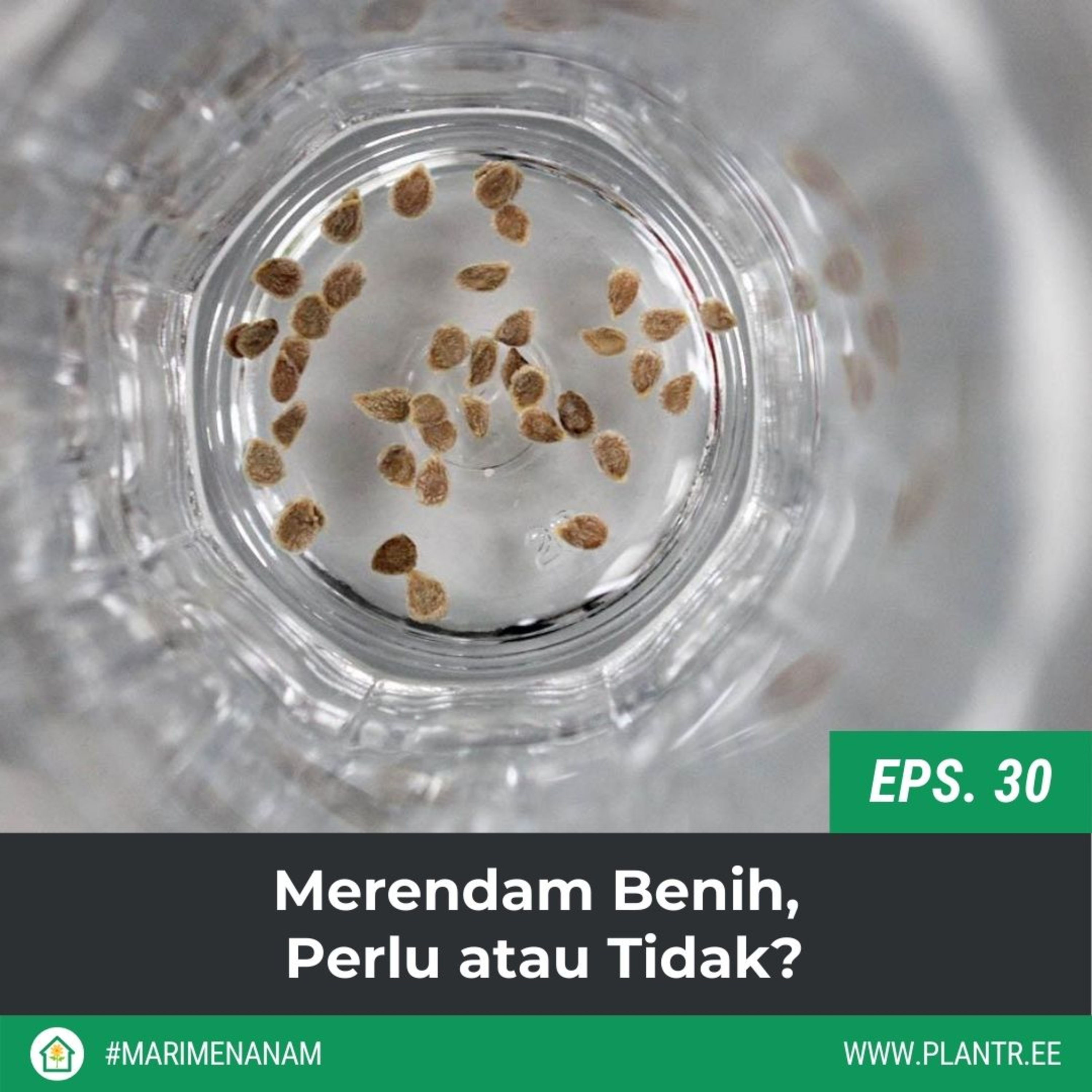 Mari Menanam