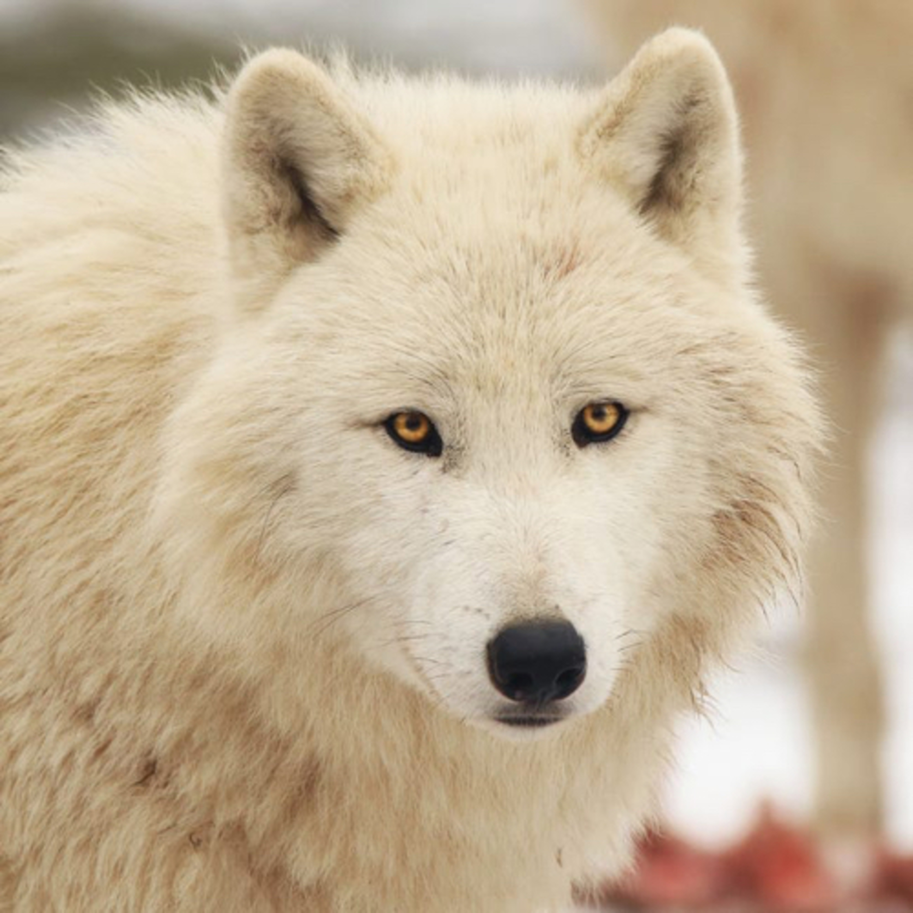 Loup_walker  episode artwork