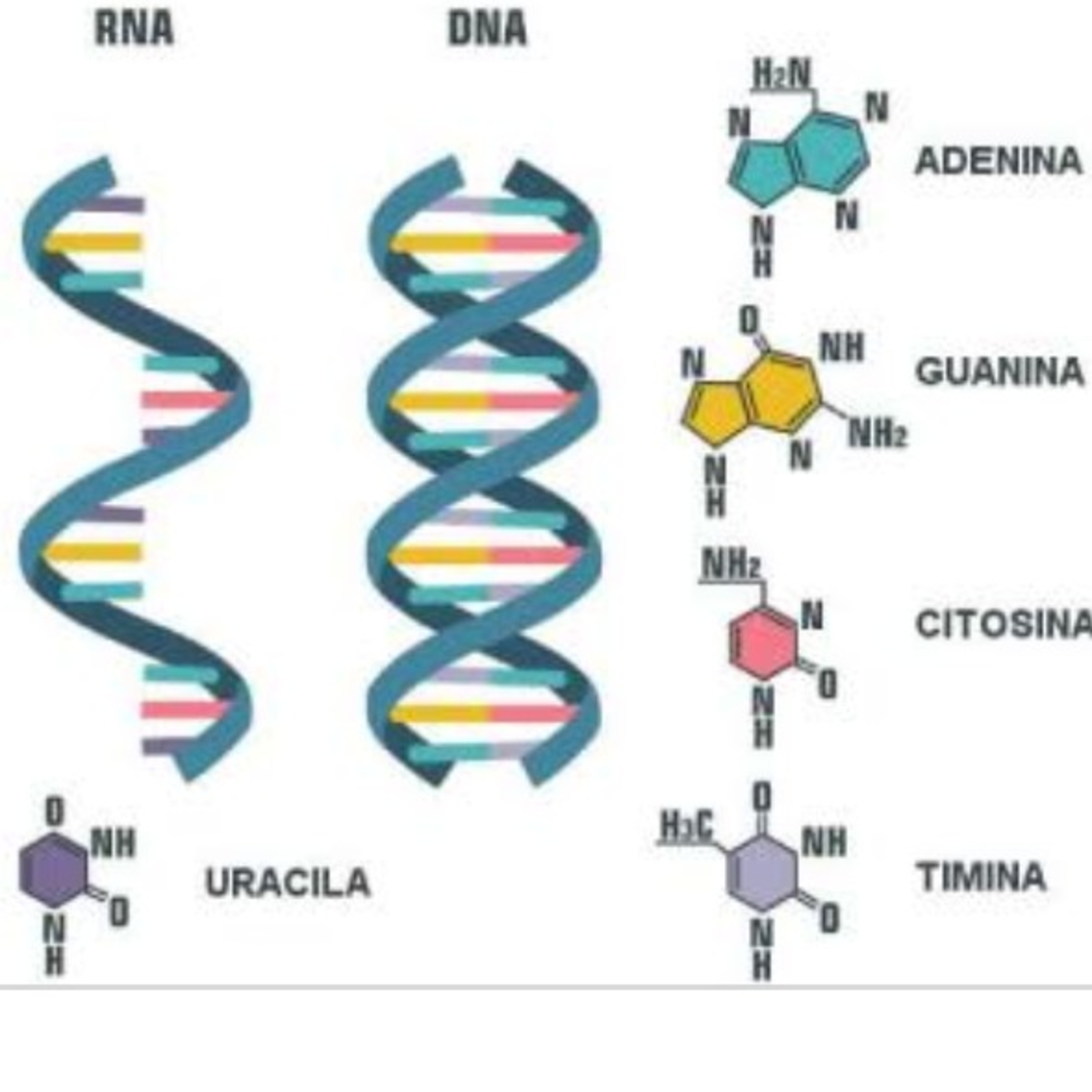 Podcast Ep 1.-Biologia RNA E DNA