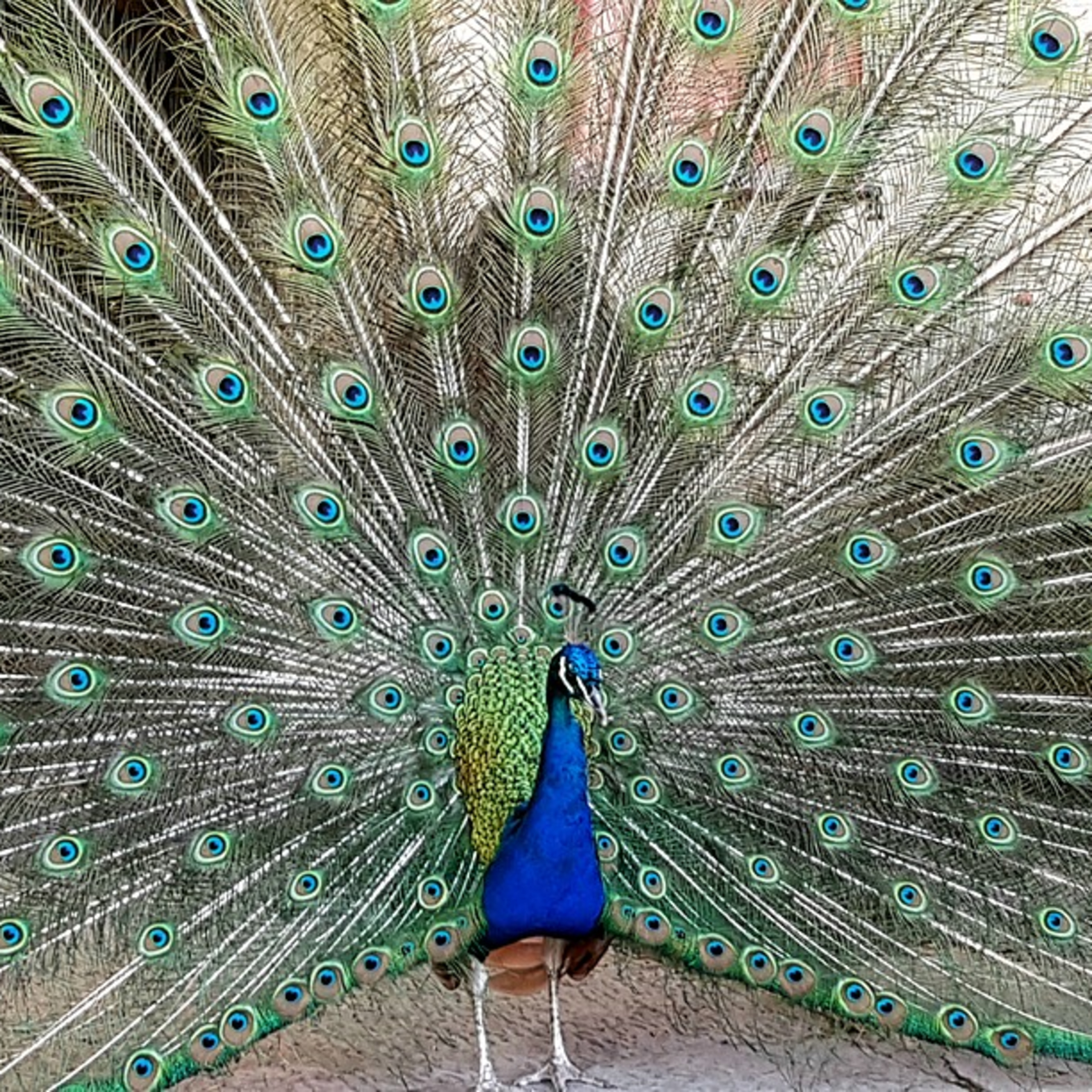 \