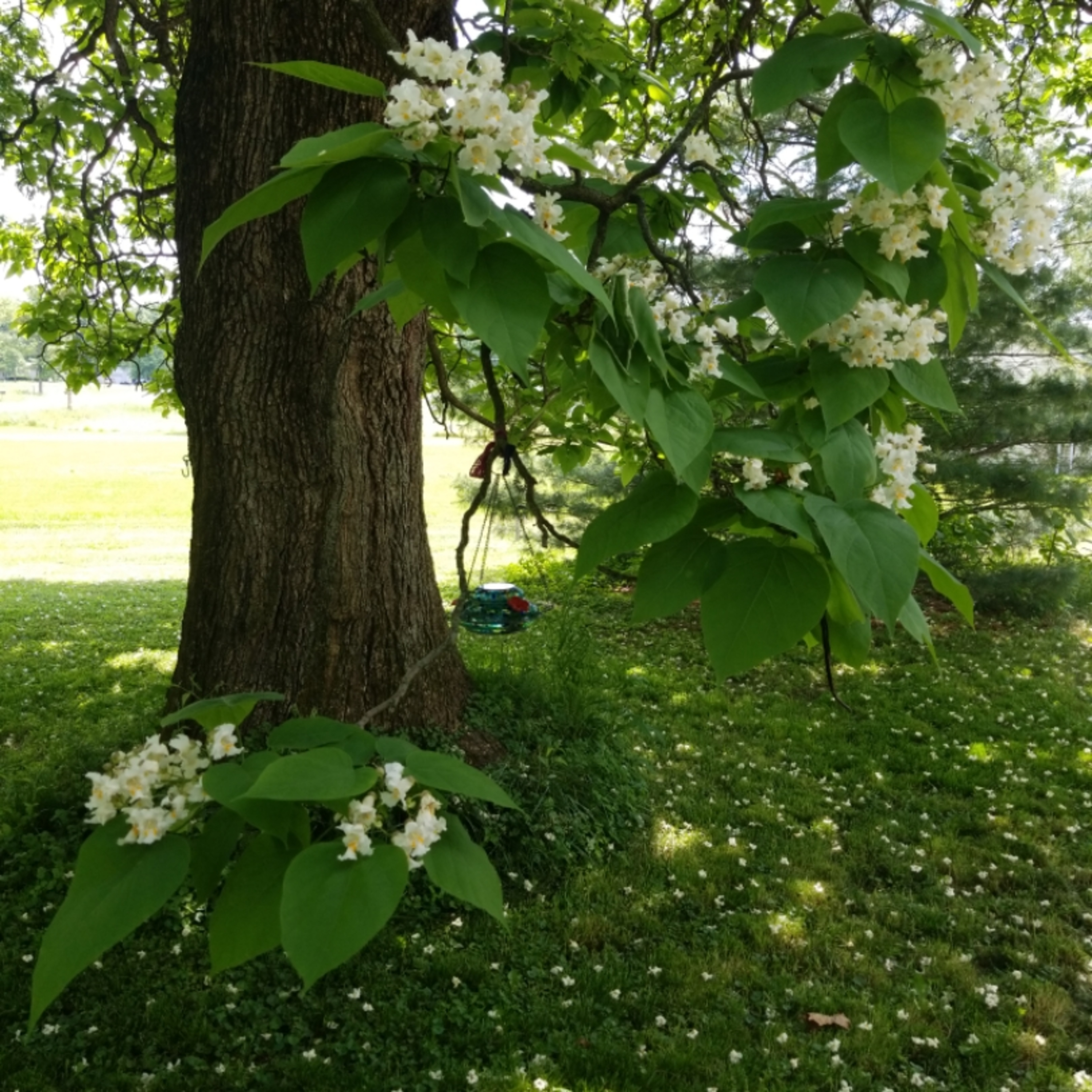 Garden Updates, distractions, and shout outs