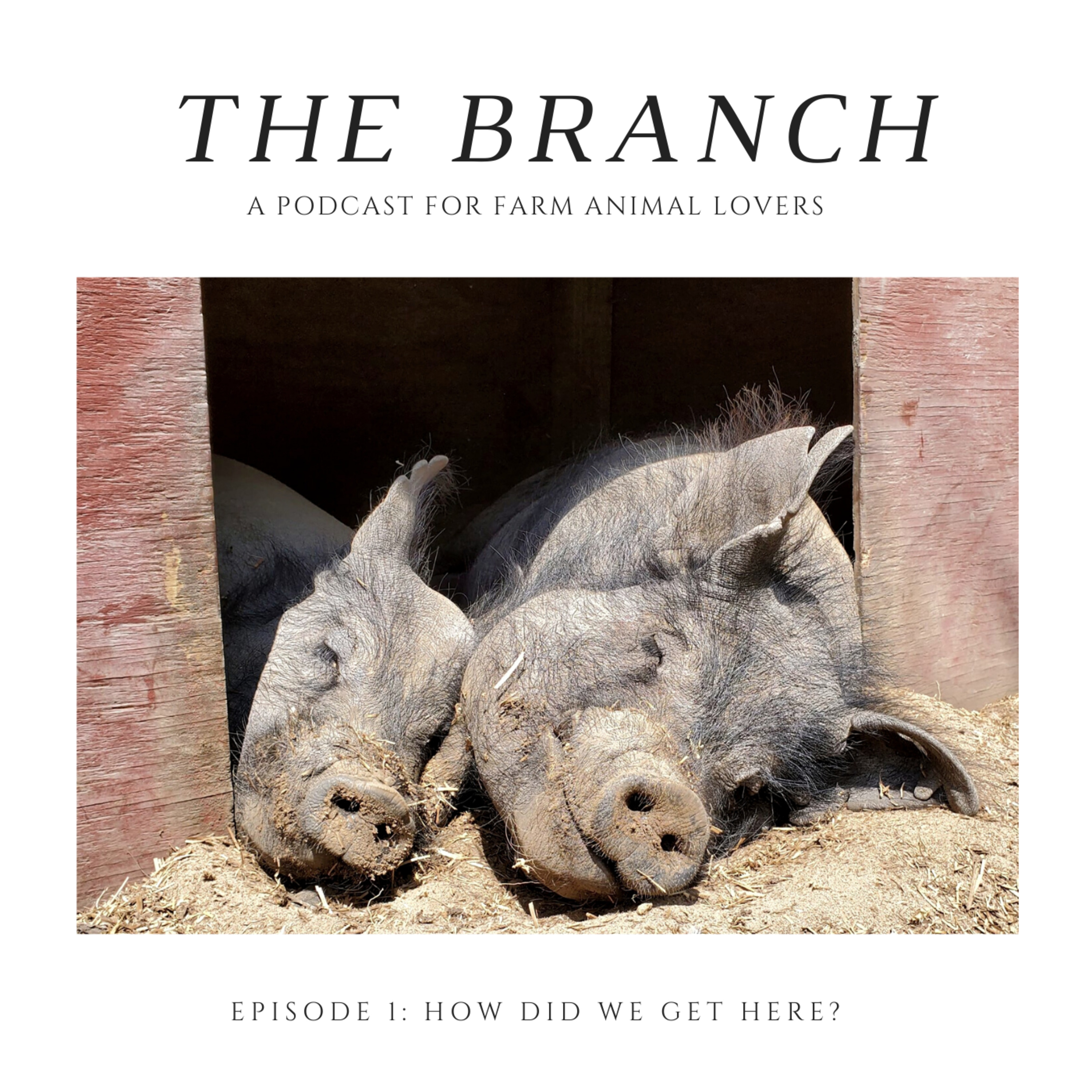 How Did We Get Here? episode artwork