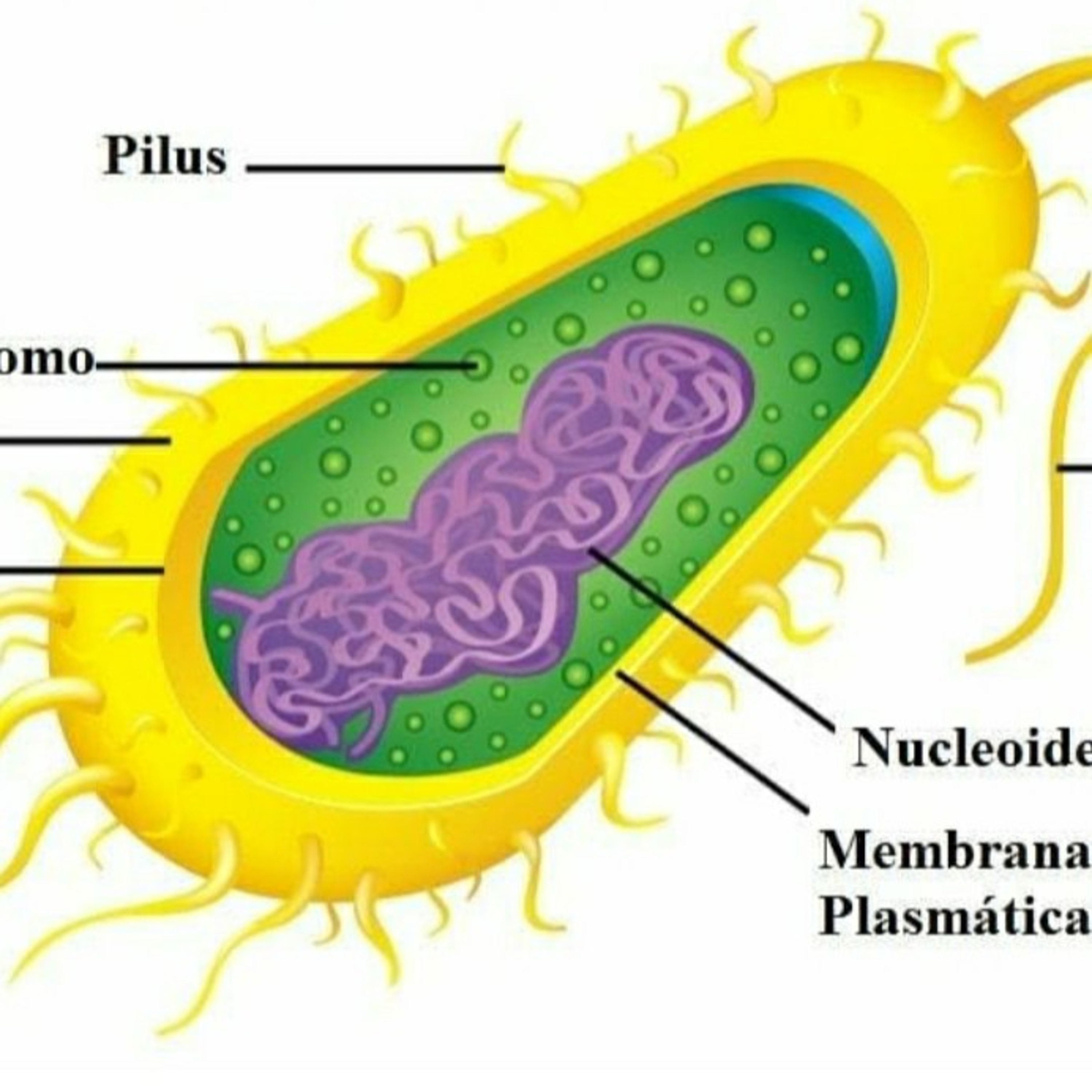 Blog Bio Nota 10