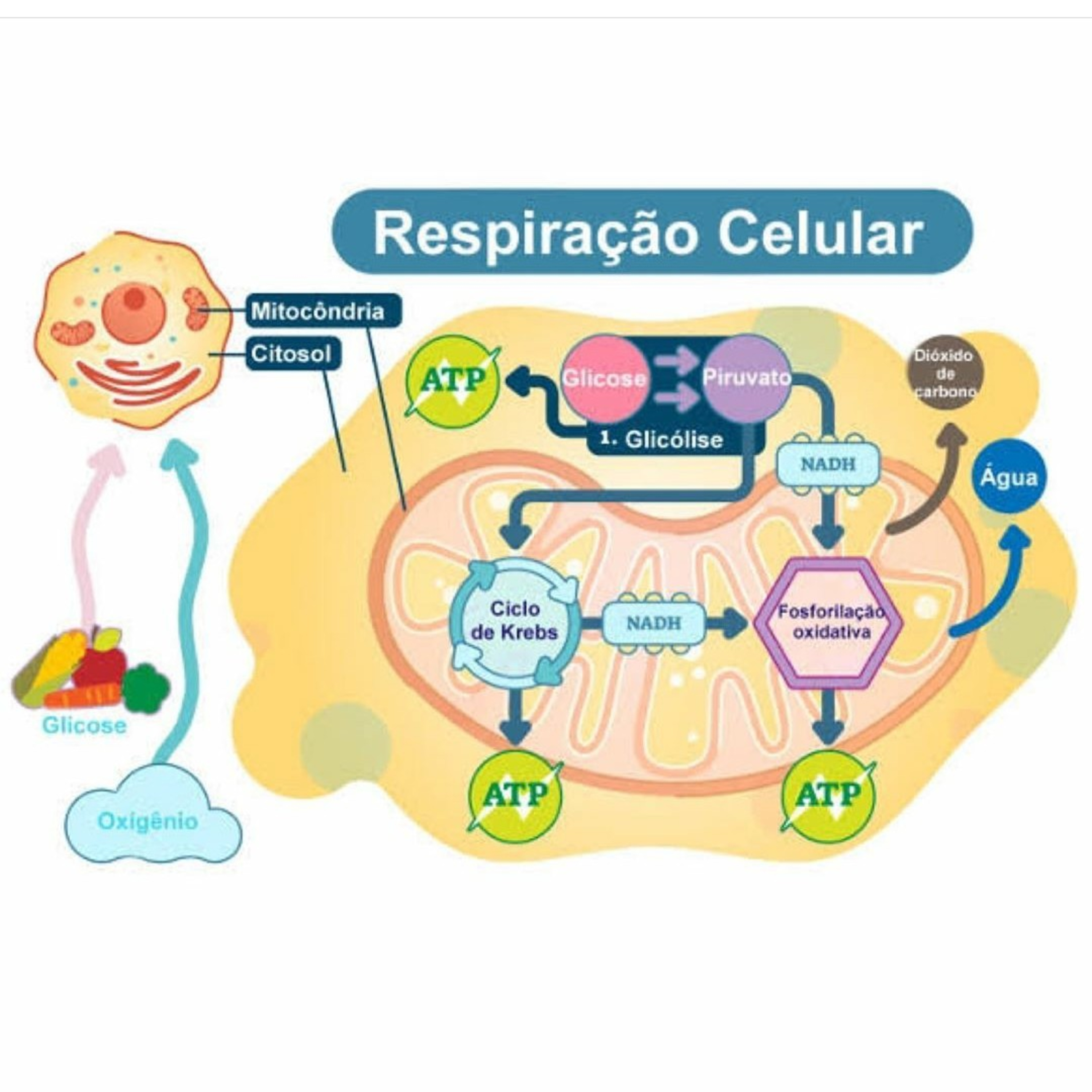Blog Bio Nota 10