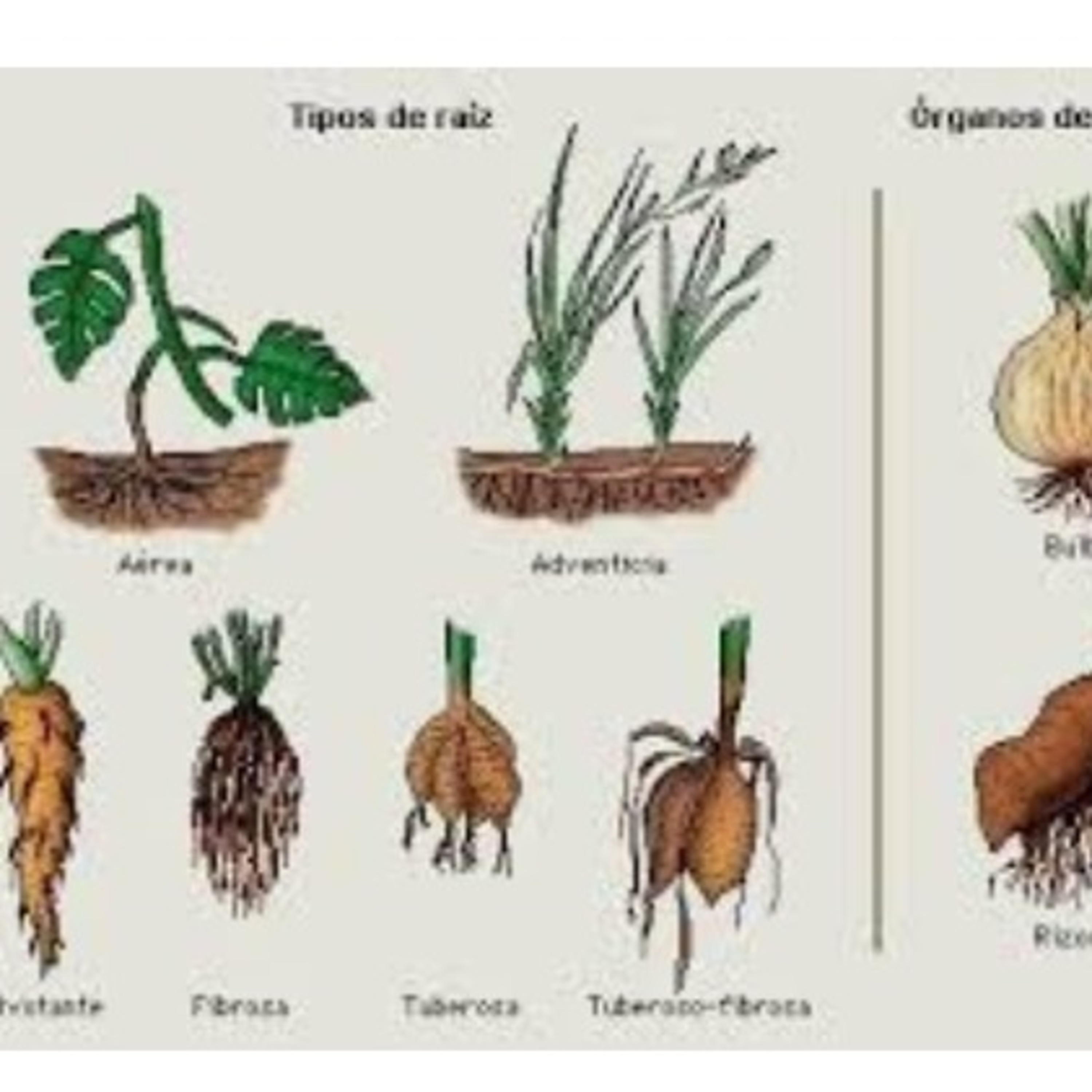 Blog Bio Nota 10