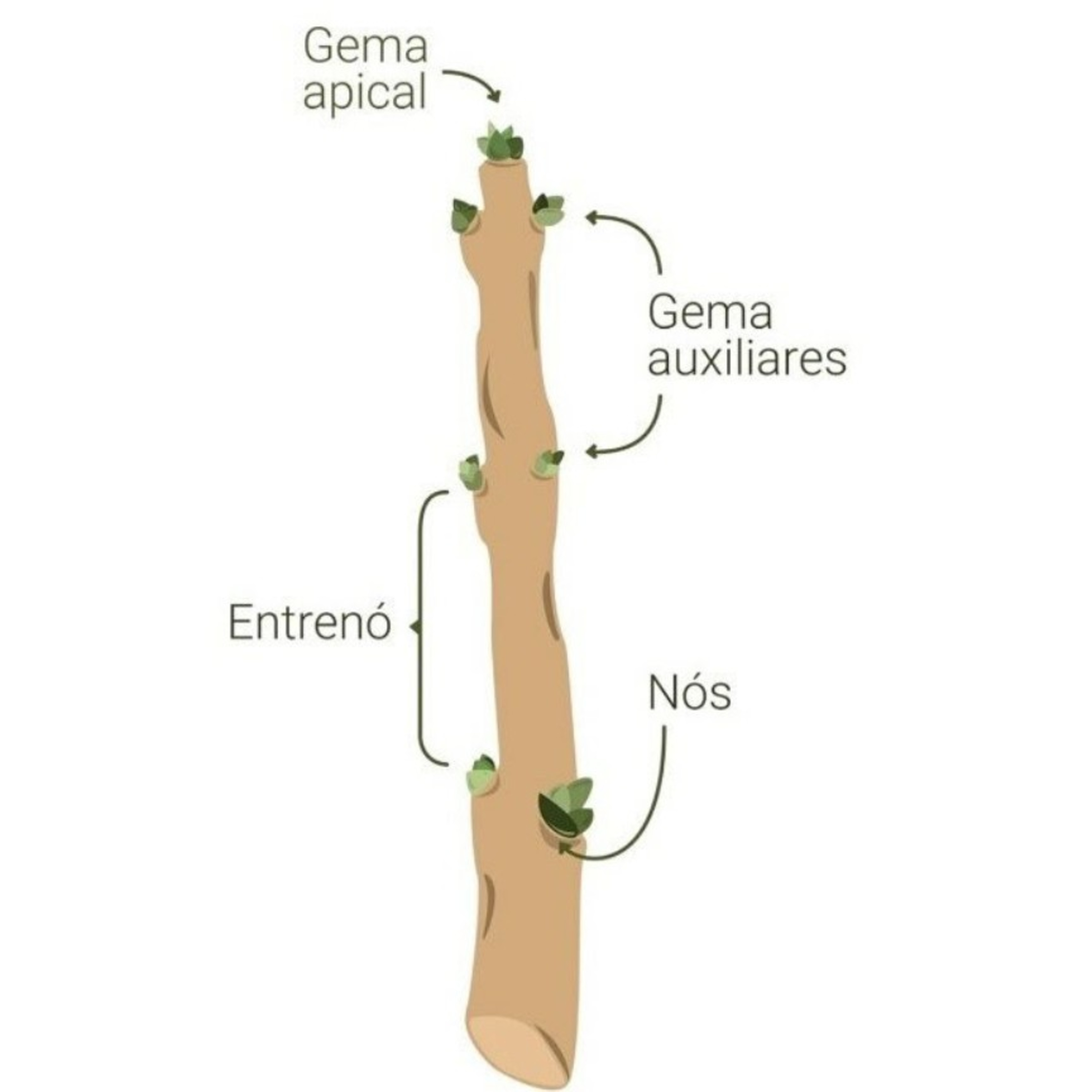 Blog Bio Nota 10
