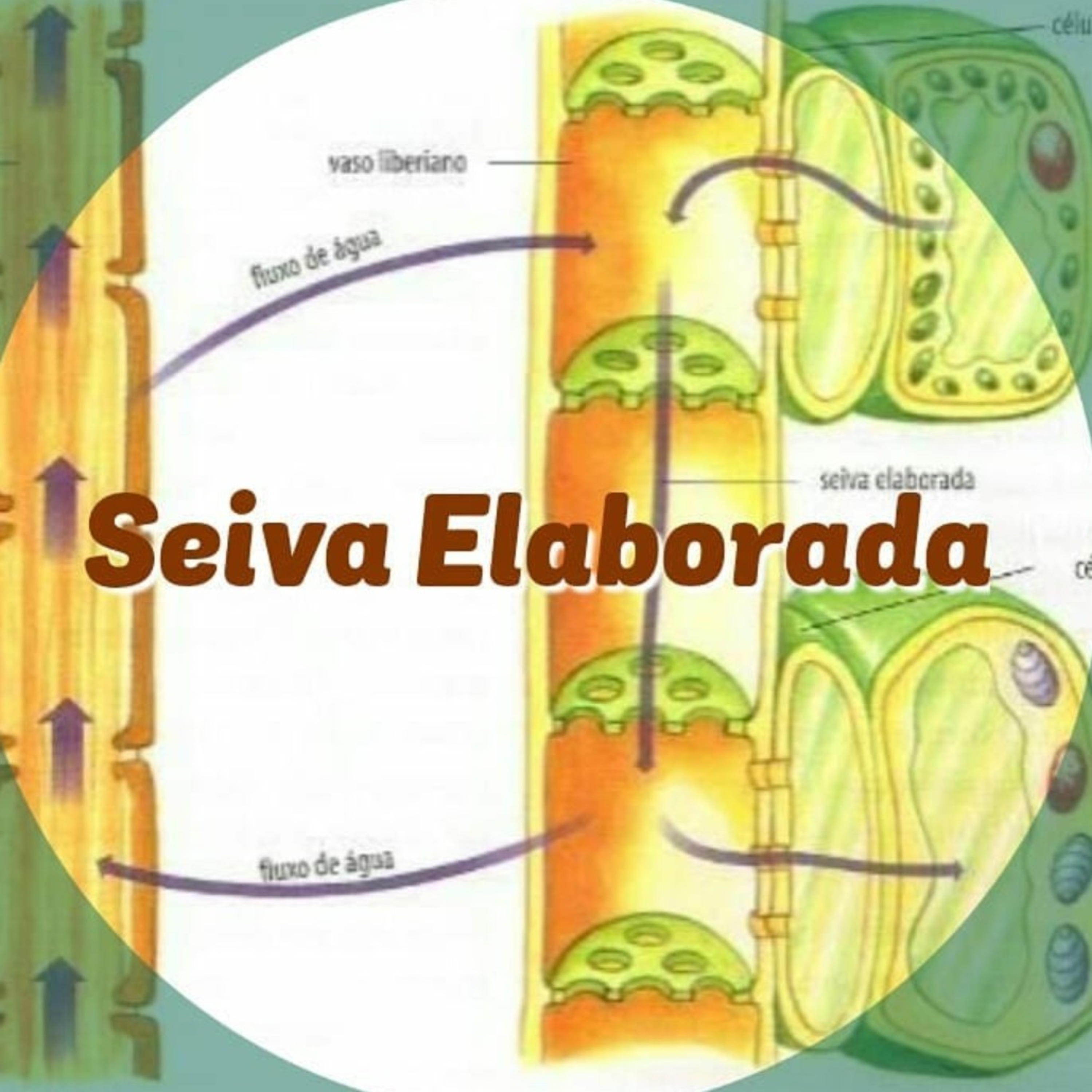 Blog Bio Nota 10