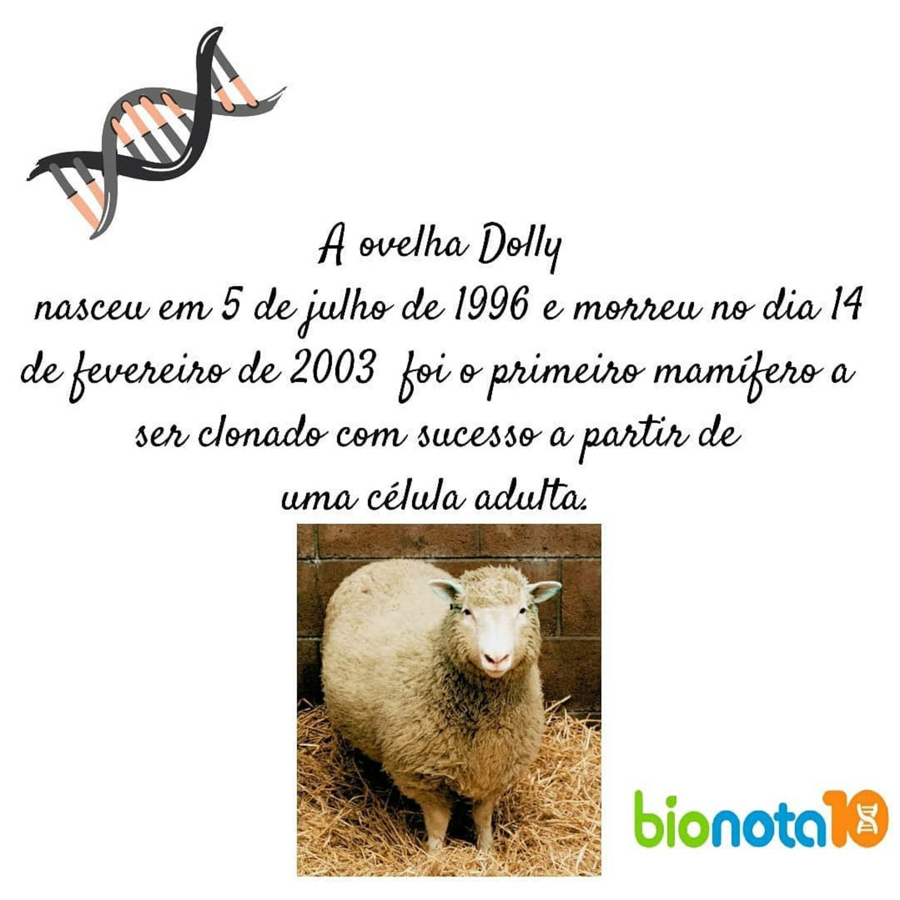 Blog Bio Nota 10