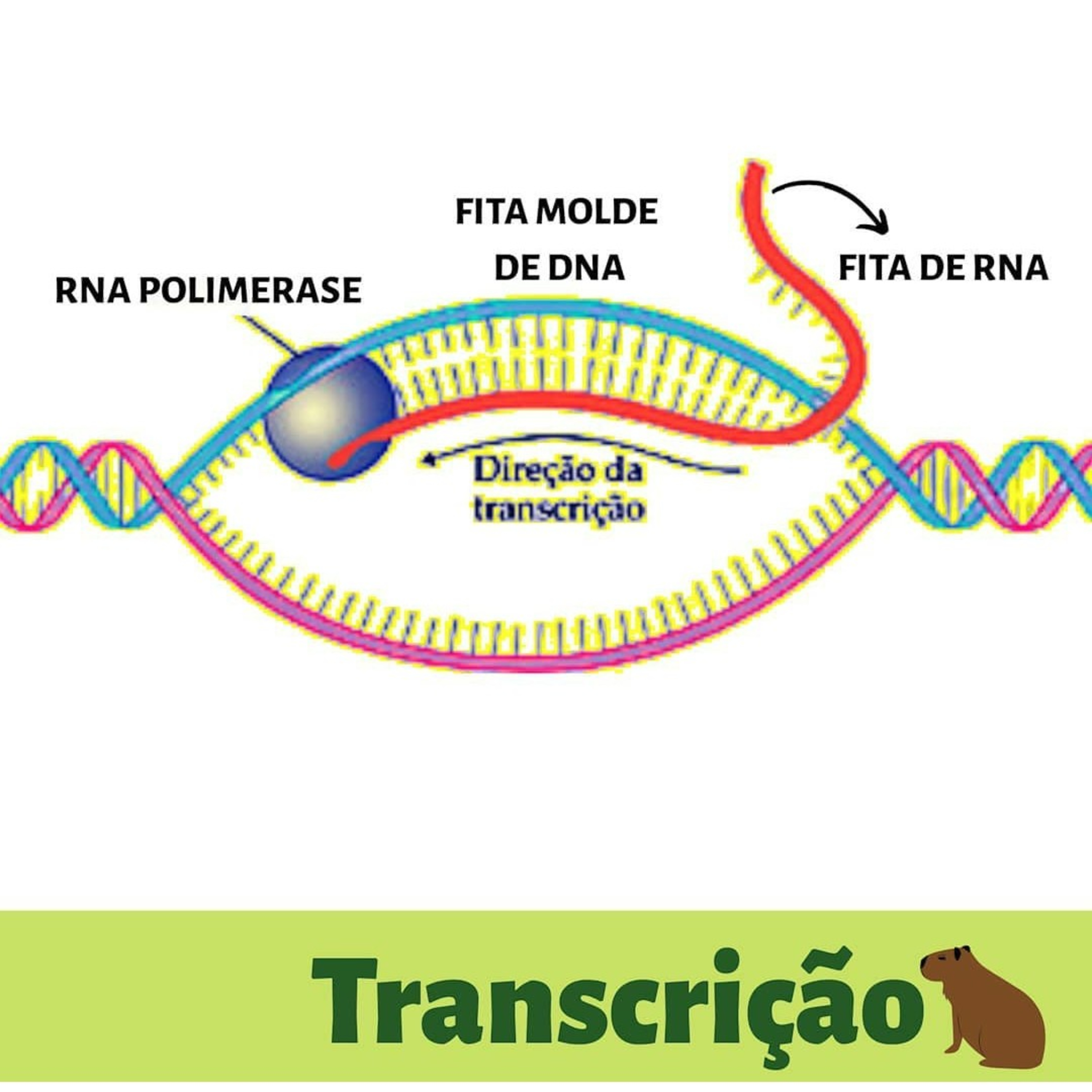 Blog Bio Nota 10
