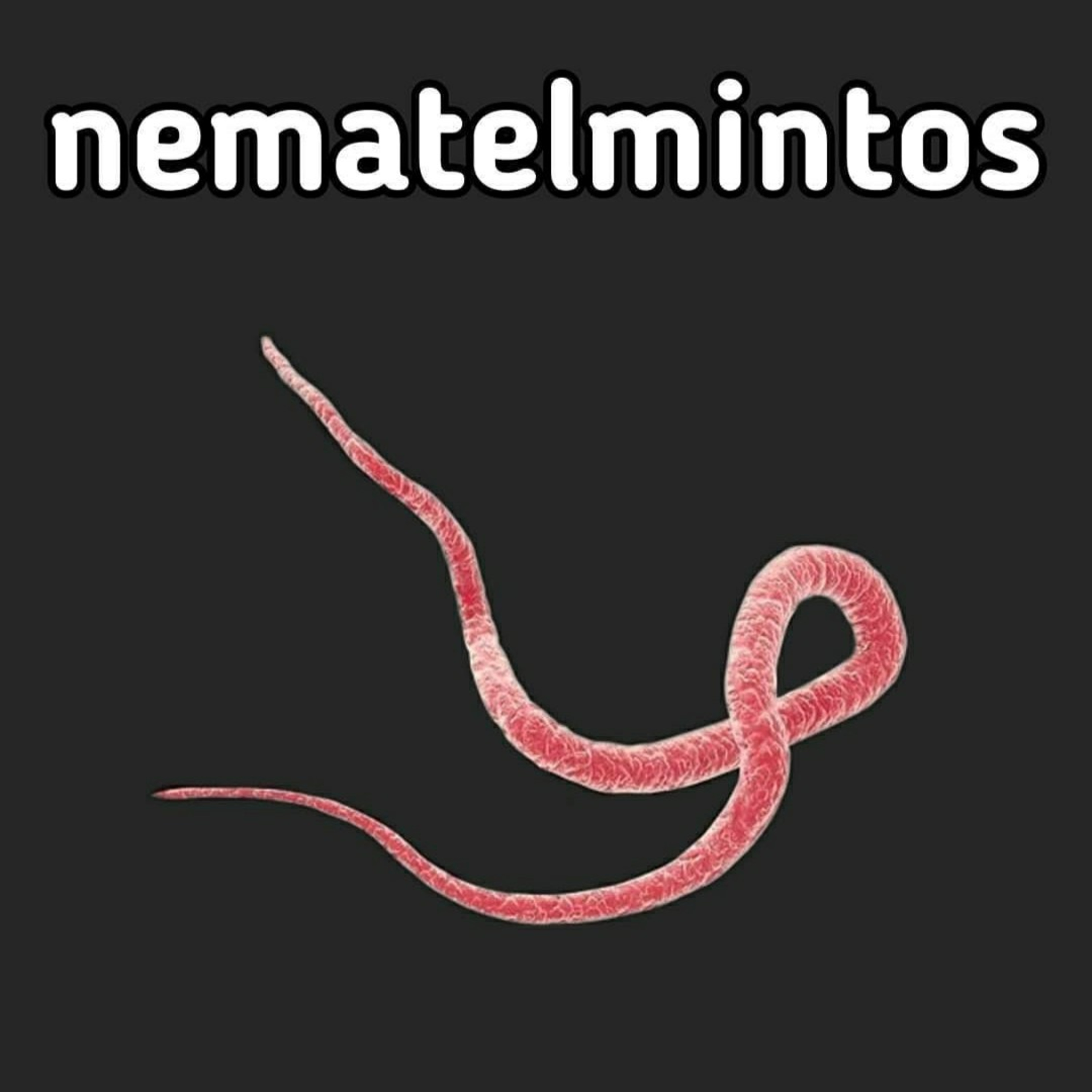 Blog Bio Nota 10