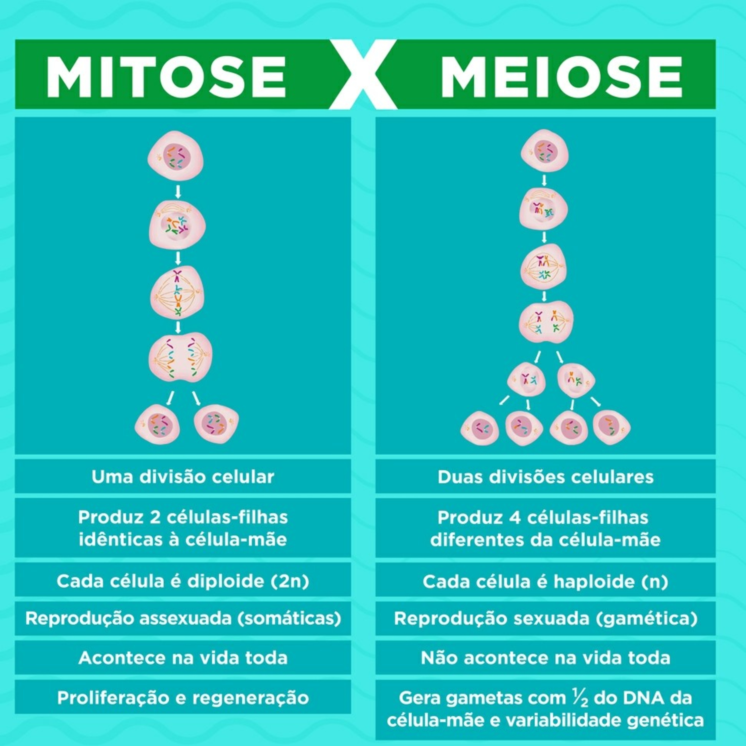 Blog Bio Nota 10