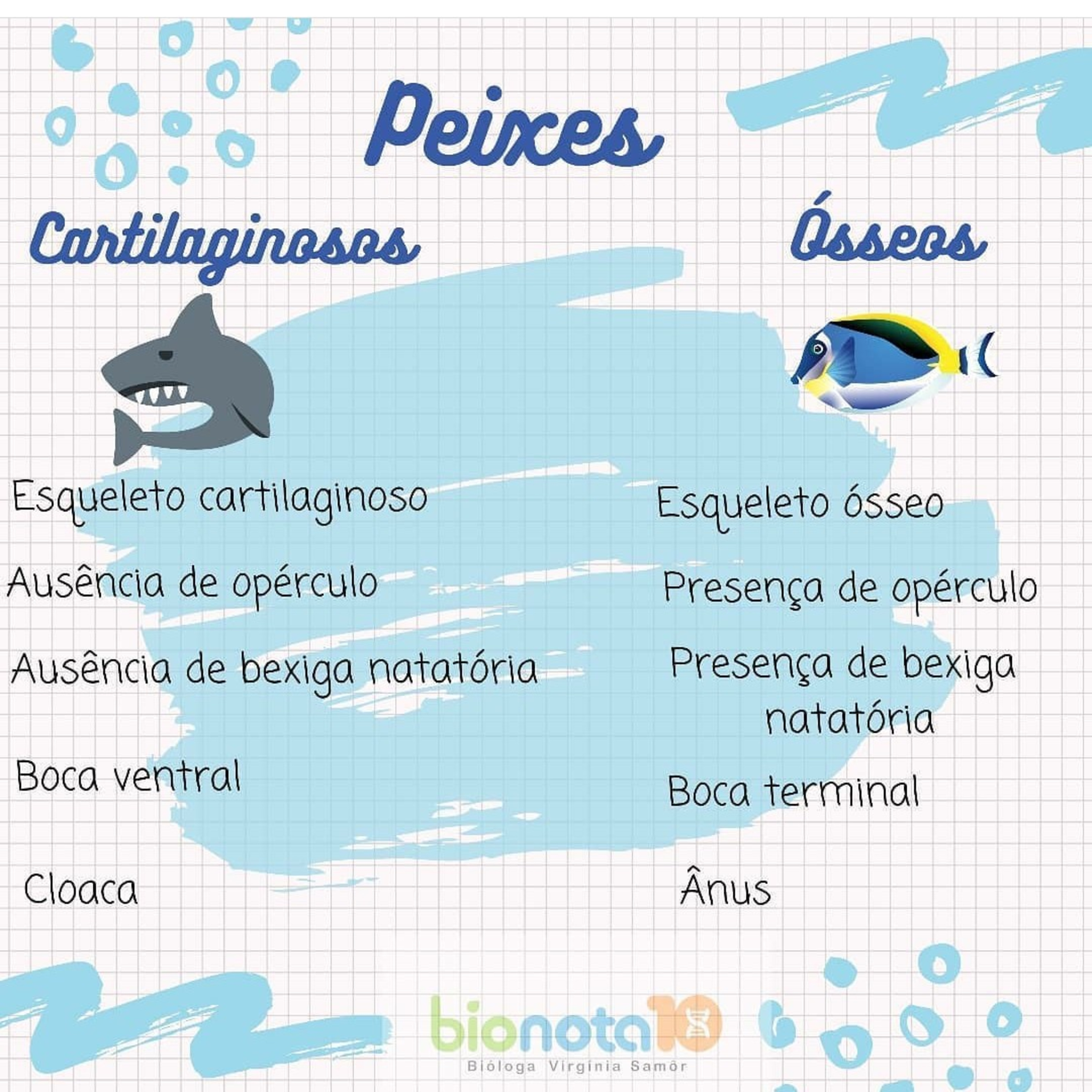 Blog Bio Nota 10