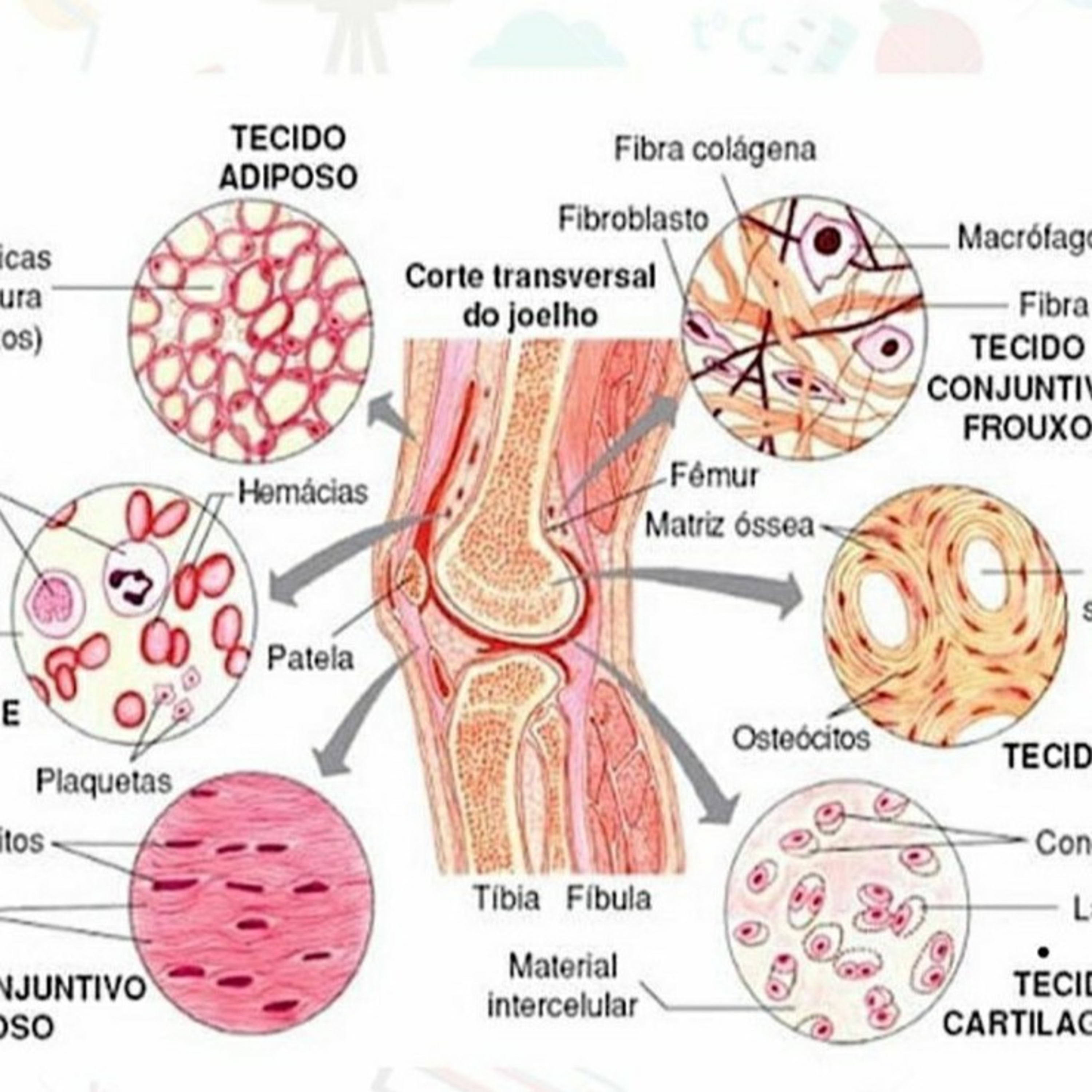Blog Bio Nota 10
