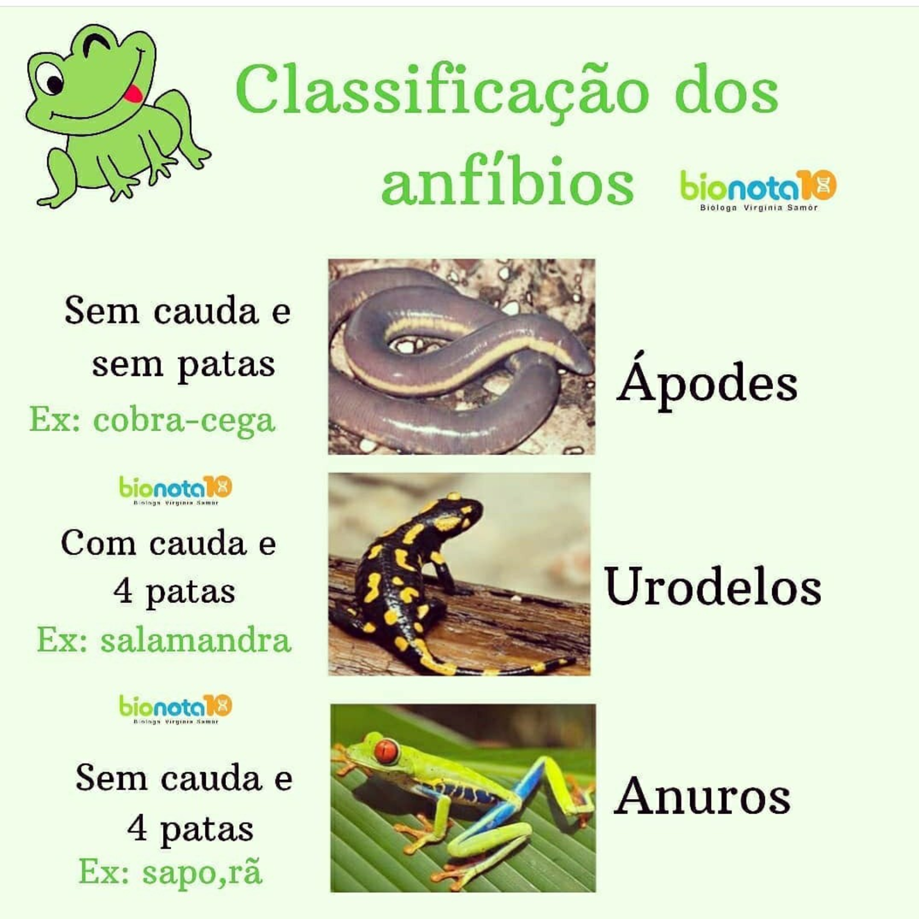 Blog Bio Nota 10