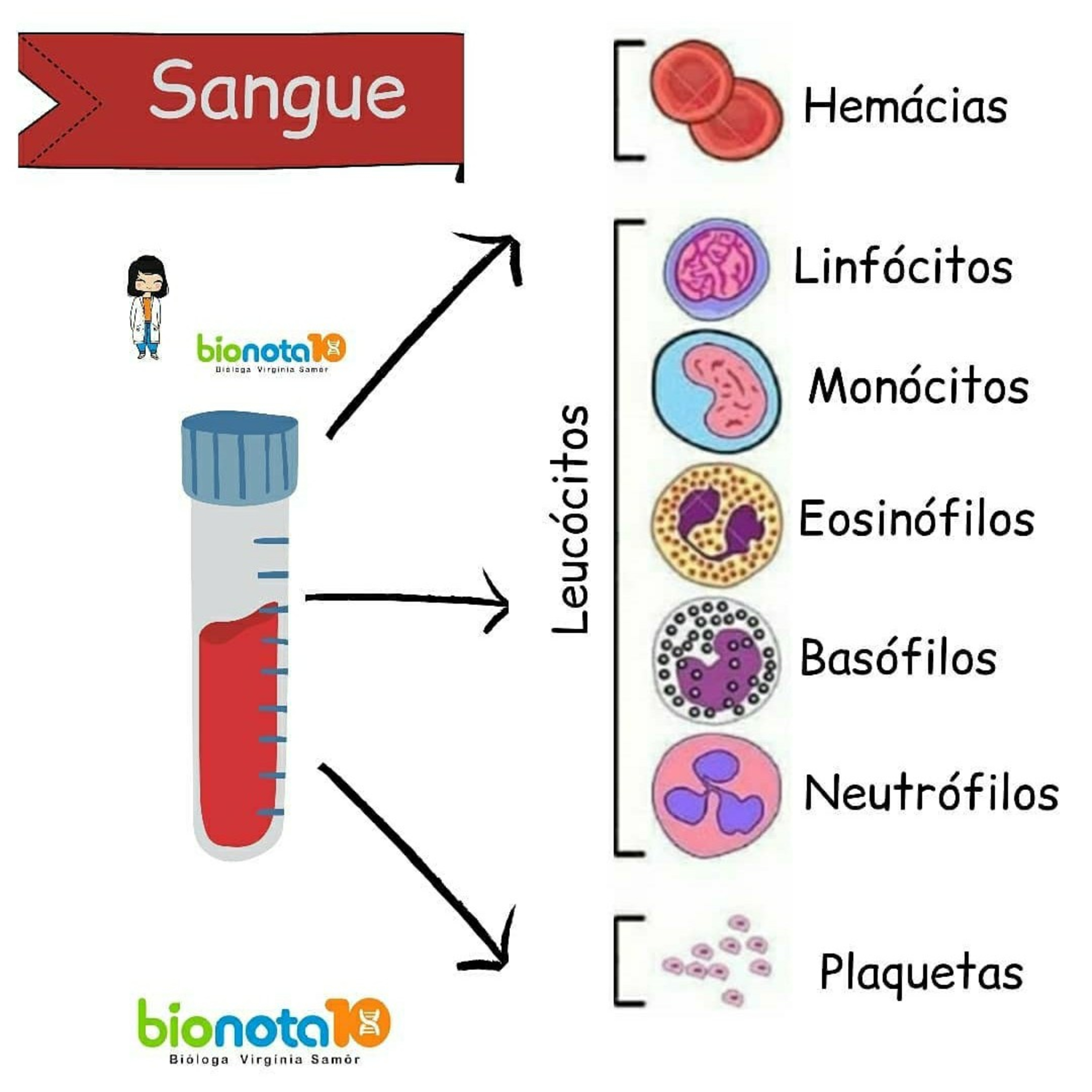 Blog Bio Nota 10