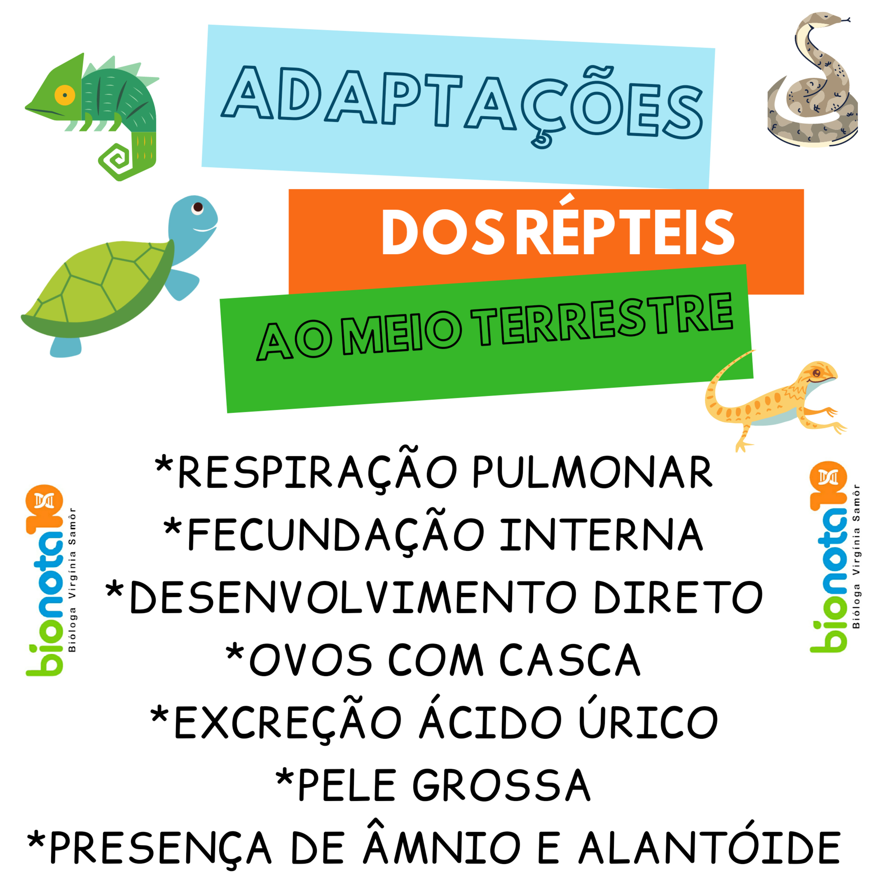 Blog Bio Nota 10