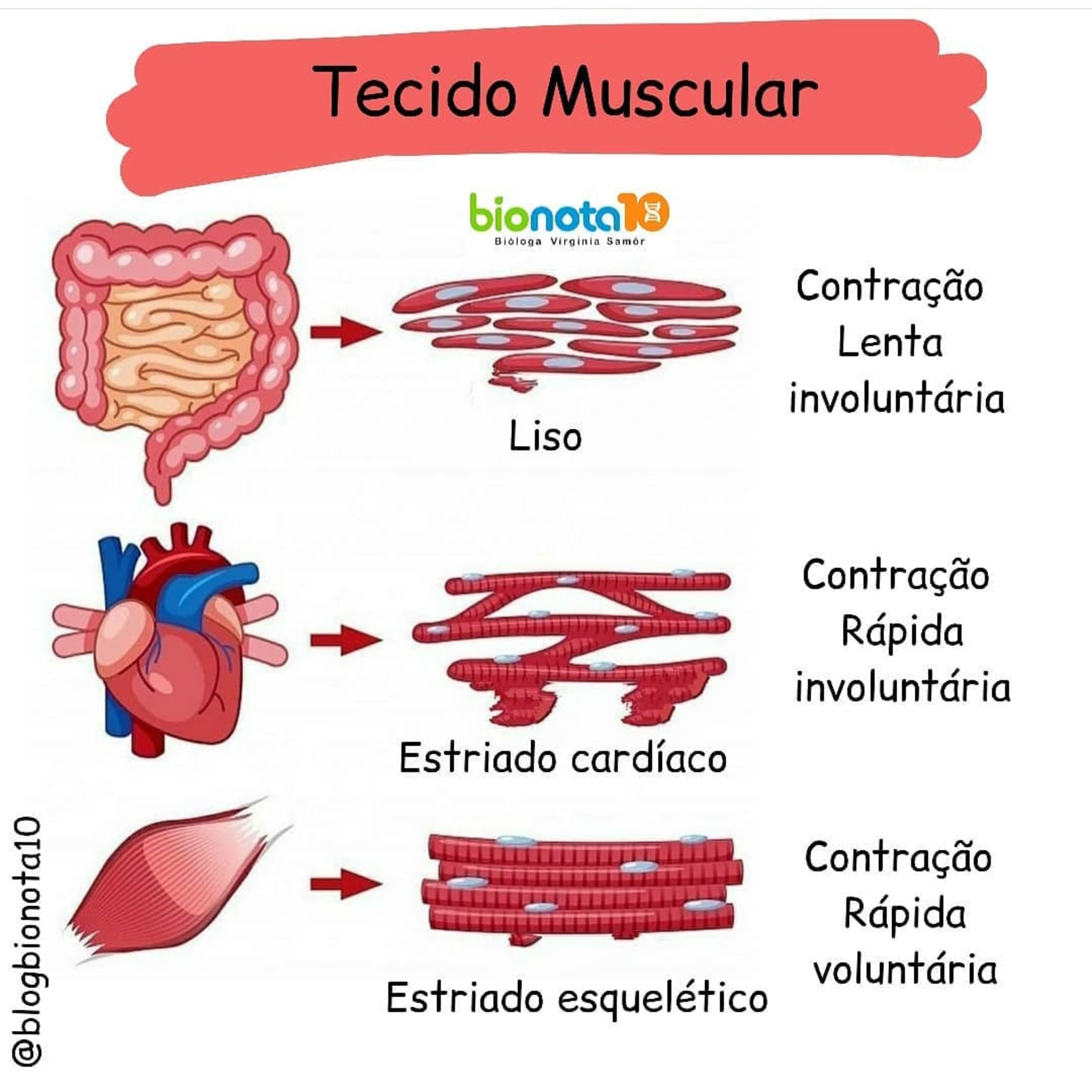 Blog Bio Nota 10