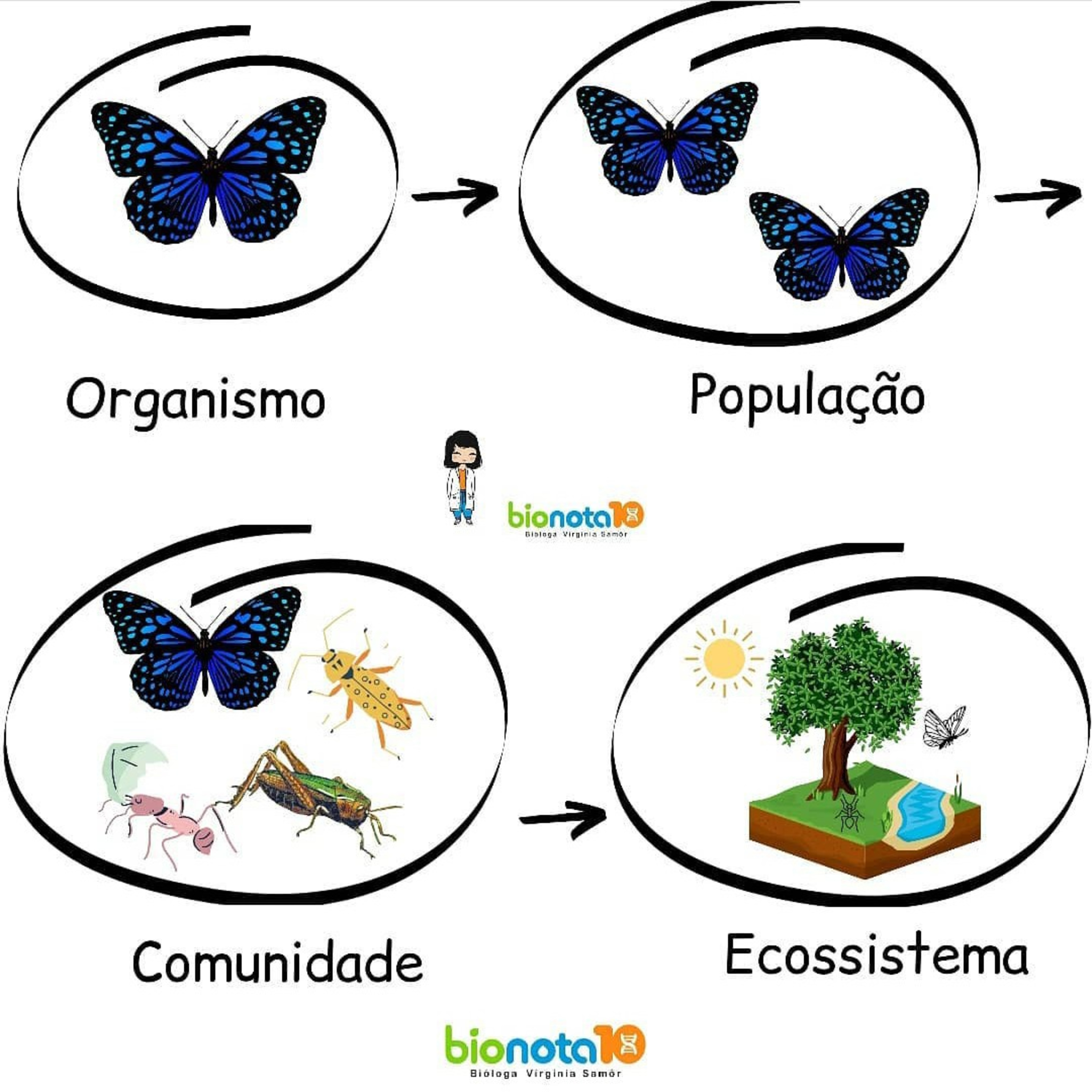 Blog Bio Nota 10